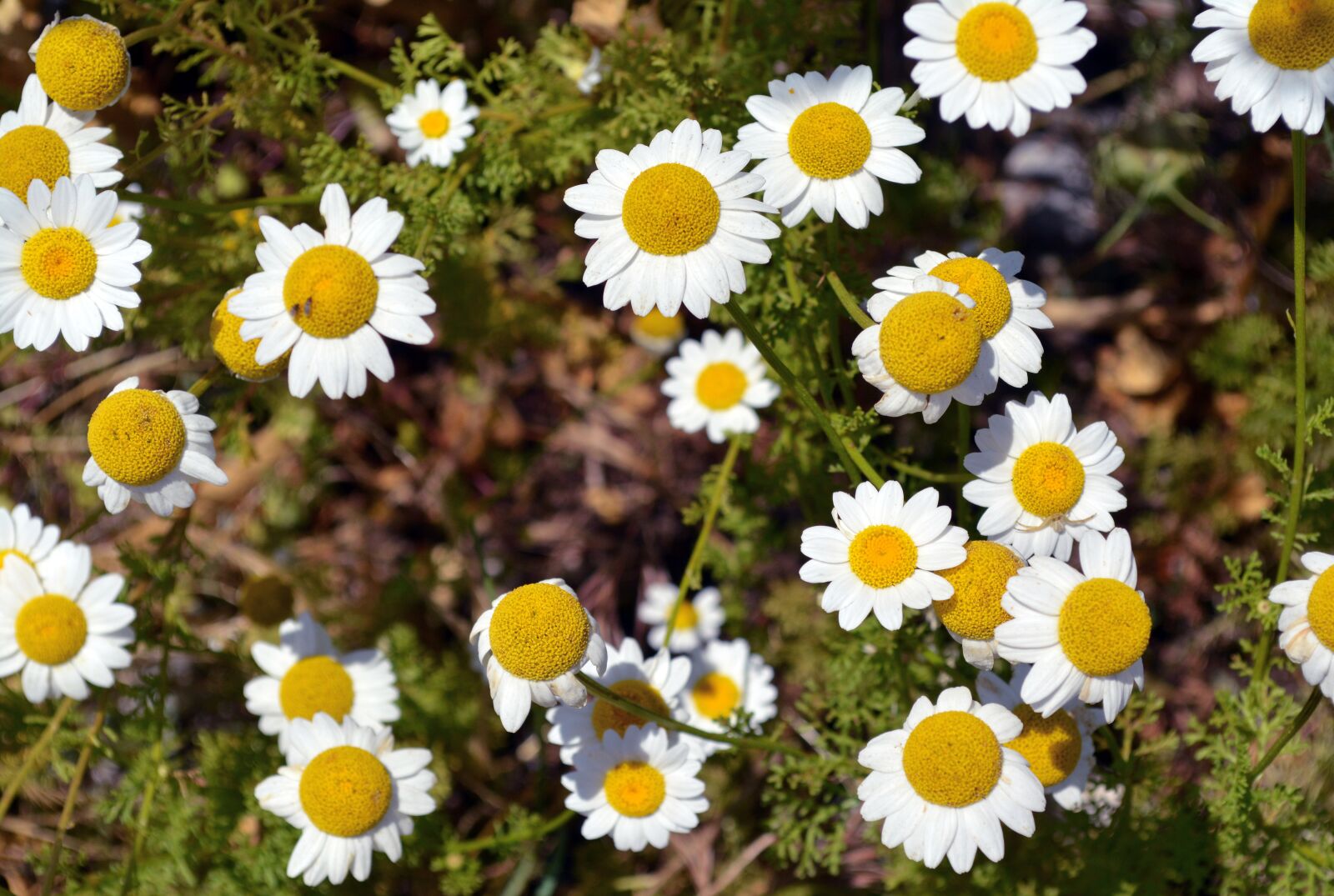 Nikon D5200 sample photo. Flowers, chamomile flower, white photography