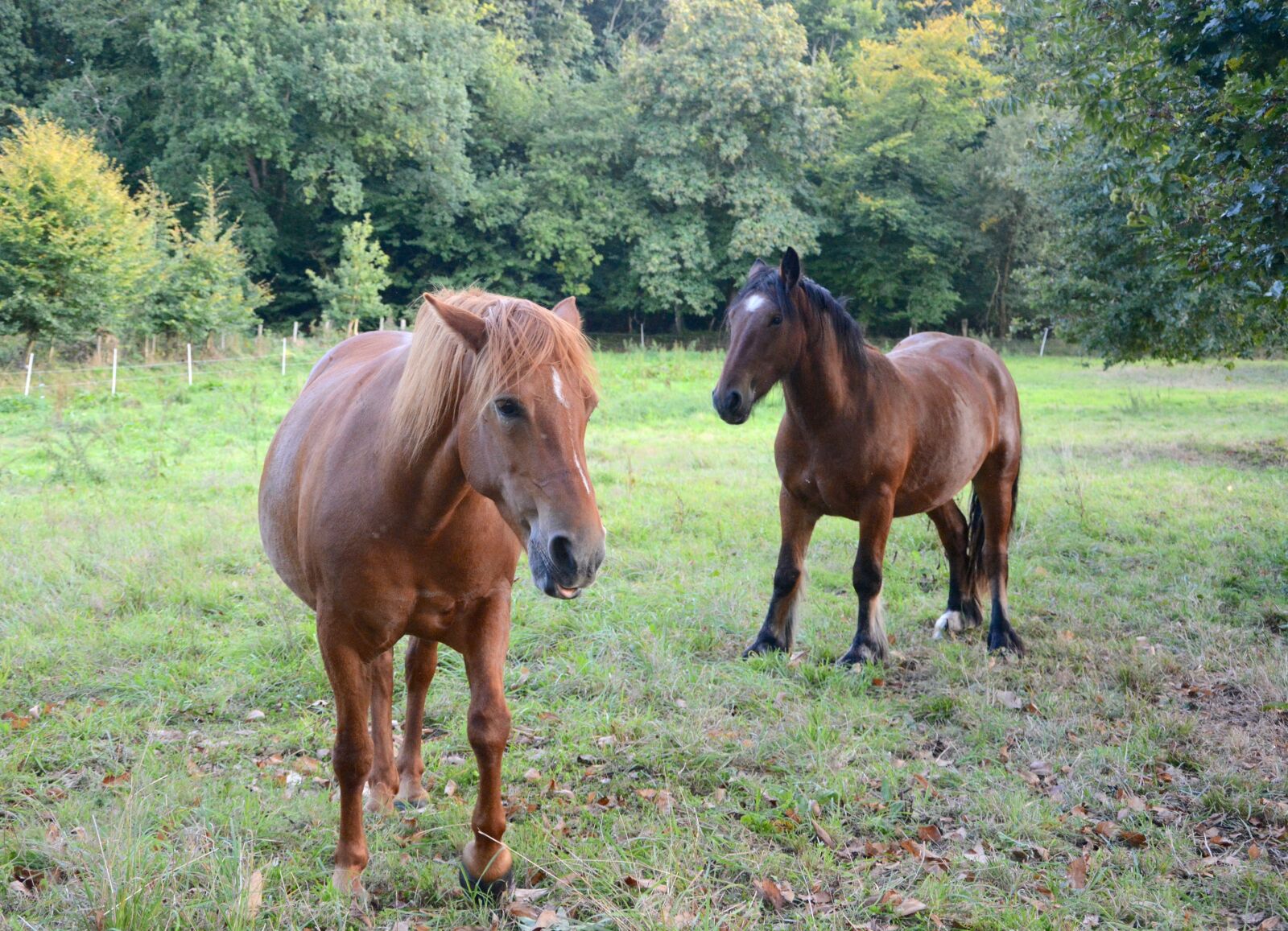 Nikon D5200 sample photo. Horses, mare, standard photography
