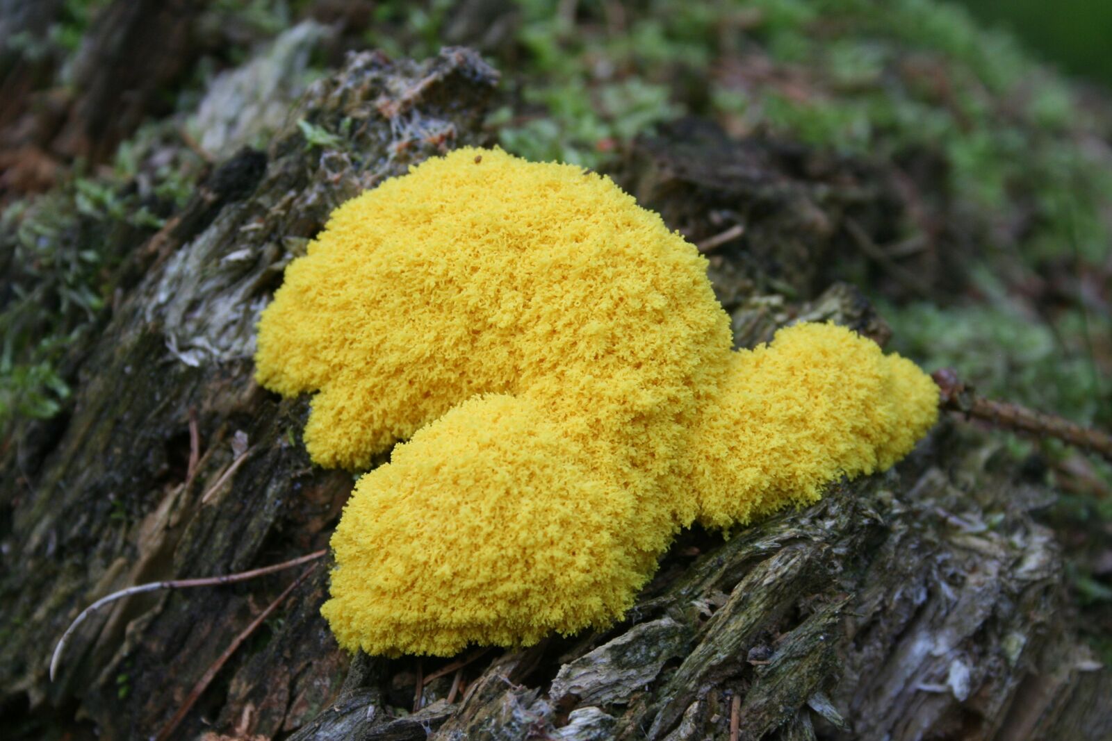 Canon EOS 350D (EOS Digital Rebel XT / EOS Kiss Digital N) sample photo. Witch's butter, mushroom, slime photography