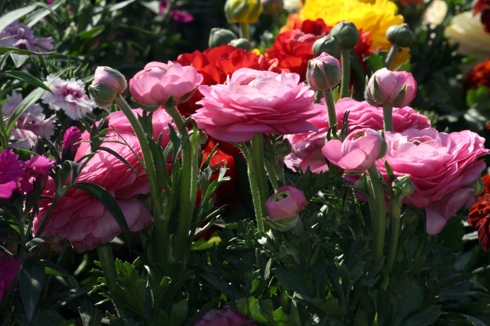 Canon EOS 700D (EOS Rebel T5i / EOS Kiss X7i) sample photo. Nature, beauty, flowers photography