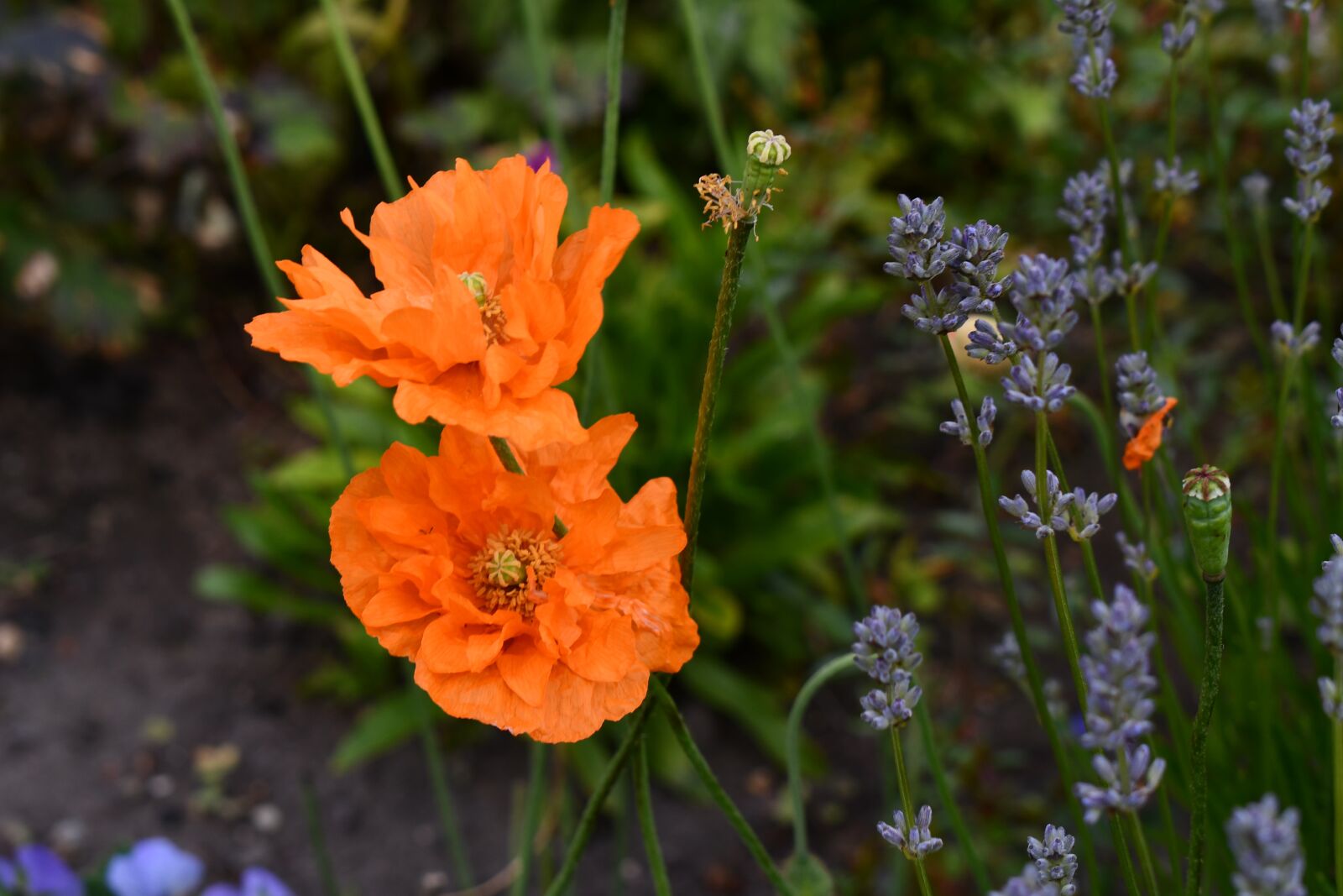Nikon D7500 sample photo. Flowers, sterling castle, gardens photography