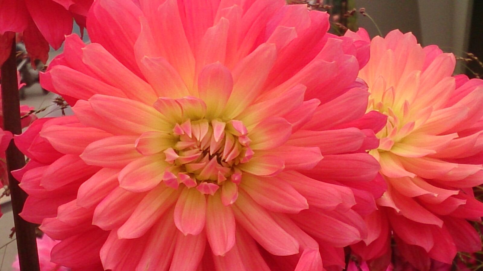Sony Xperia Z sample photo. Dahlia, autumn, flower photography