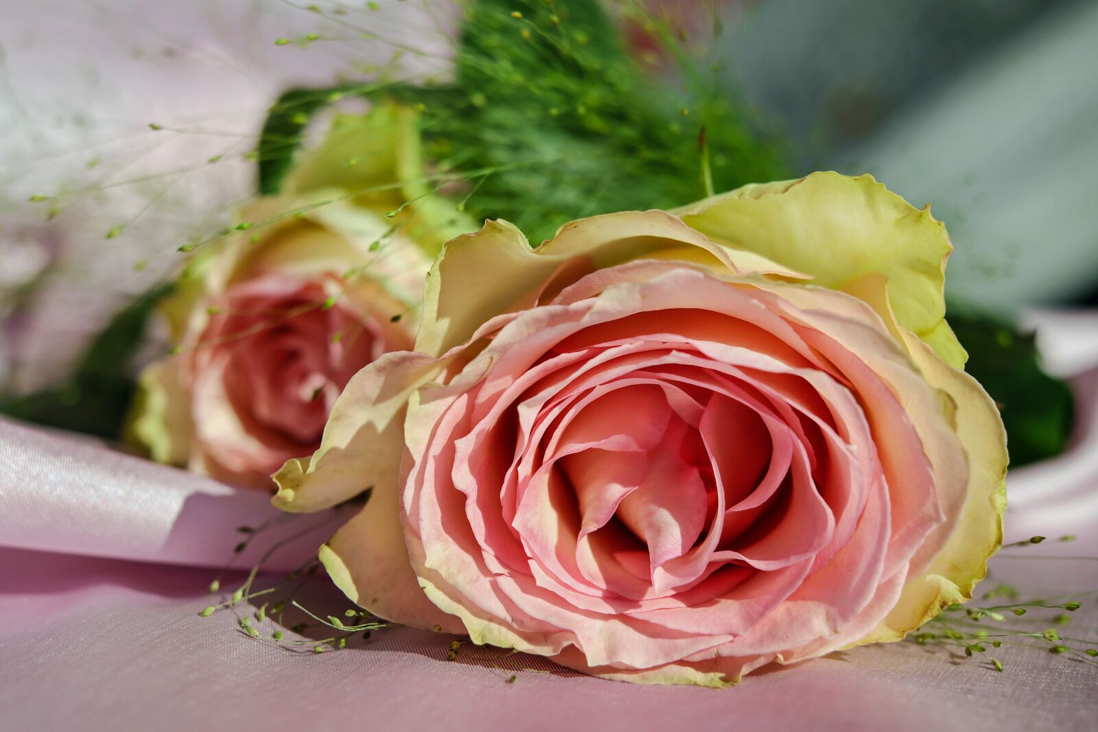 Fujifilm X-T10 + Fujifilm XF 35mm F1.4 R sample photo. Rose, floribunda, flower photography