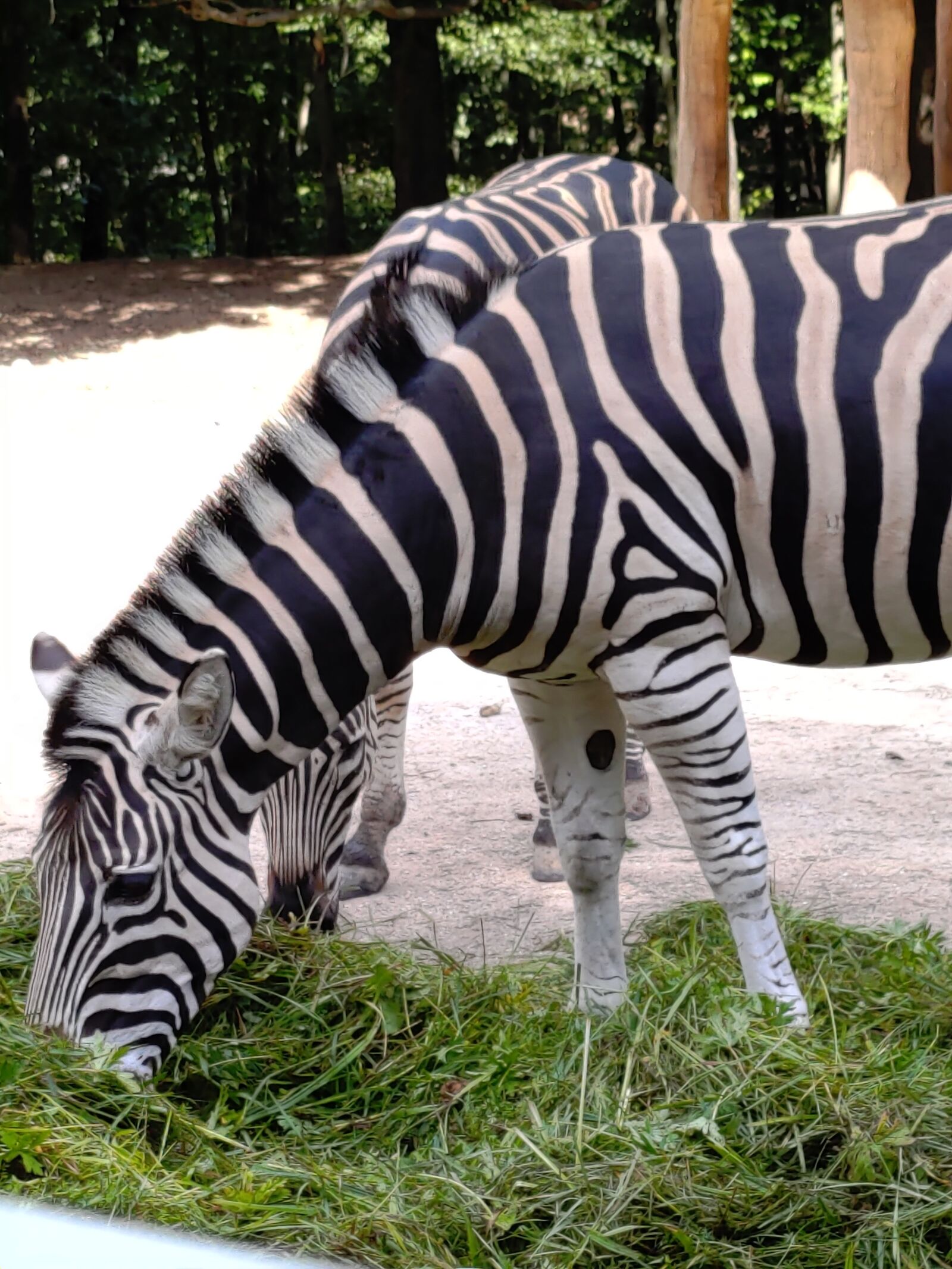 ASUS I01WD sample photo. Zebra, zoo, animal photography