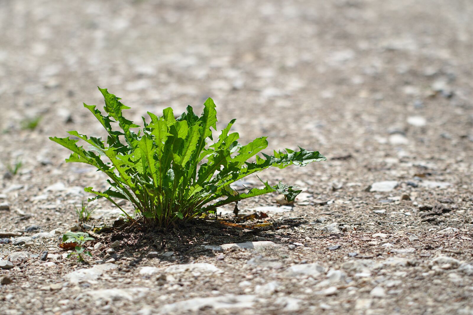 Canon EOS M5 sample photo. Summer, drought, dandelion photography