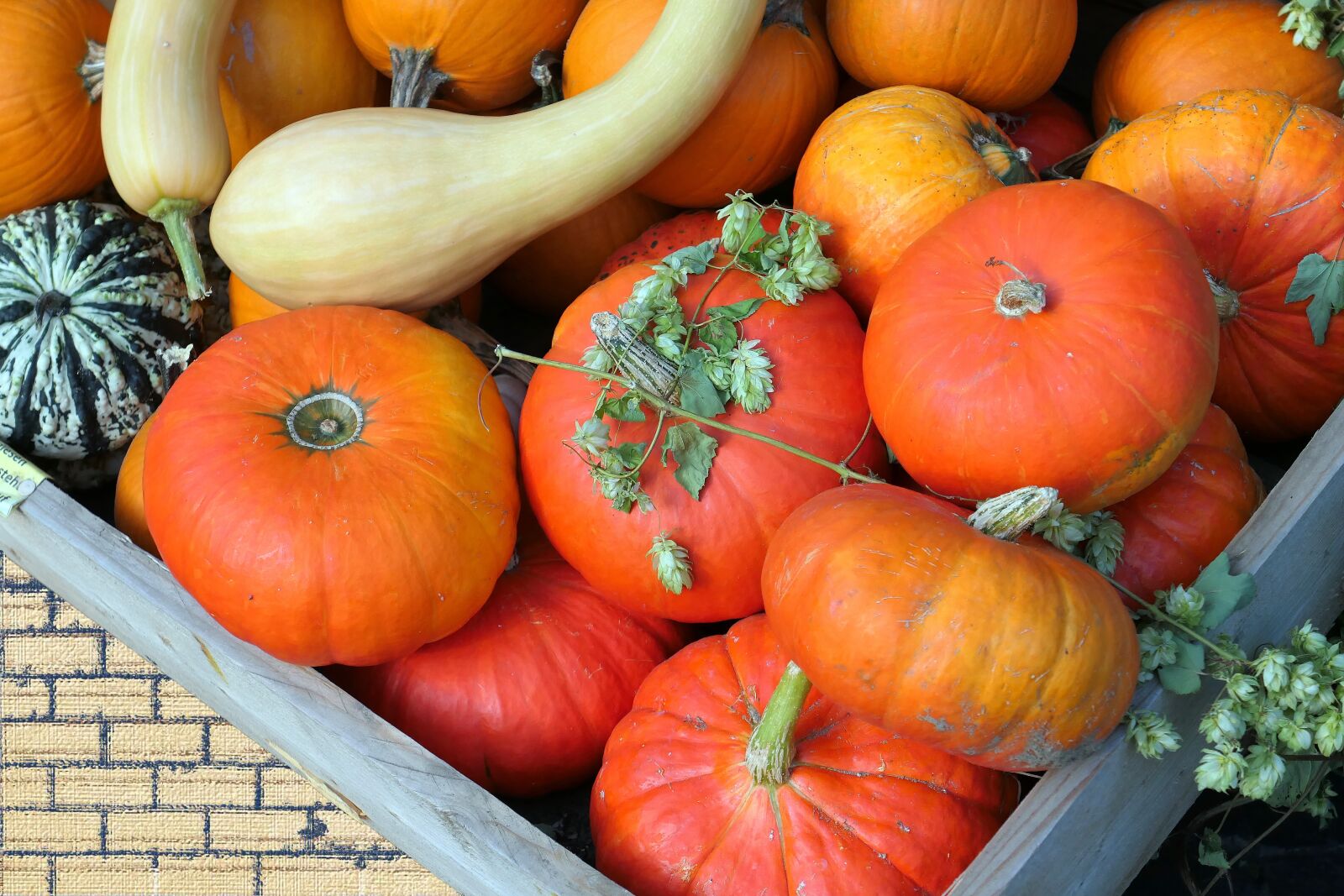 Panasonic Lumix DMC-LX10 (Lumix DMC-LX15) sample photo. Pumpkin, thanksgiving, autumn photography
