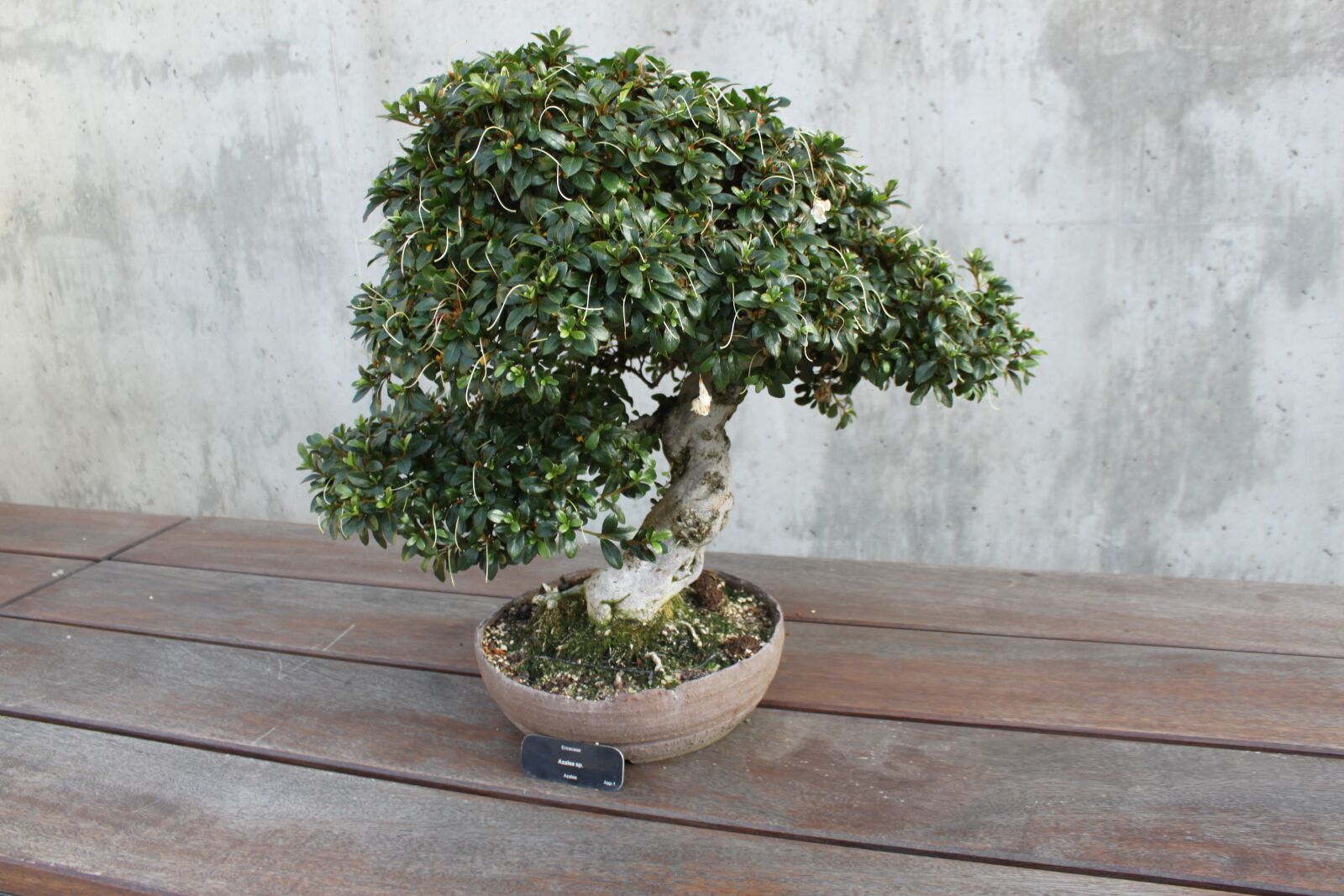 Canon EOS 500D (EOS Rebel T1i / EOS Kiss X3) sample photo. Bonsai, a restful night's photography