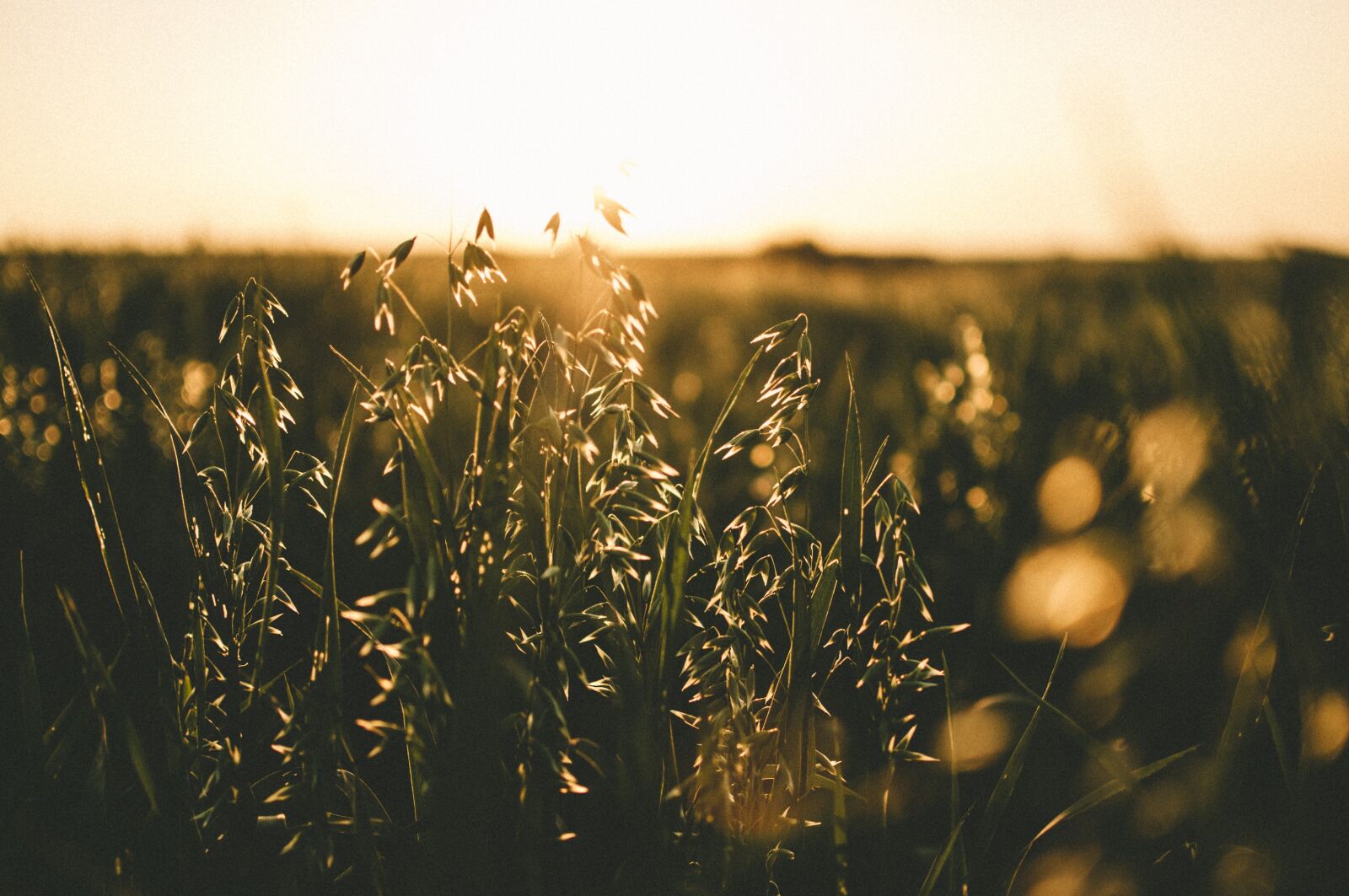 Nikon D300S sample photo. Nature, beauty, harmony photography