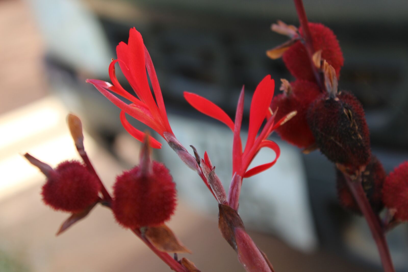 Canon EOS 1200D (EOS Rebel T5 / EOS Kiss X70 / EOS Hi) sample photo. Zambia, rose, natural photography