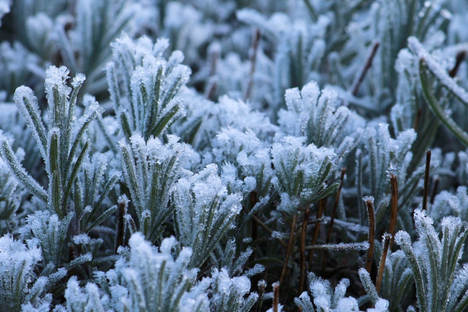 Canon EOS 1200D (EOS Rebel T5 / EOS Kiss X70 / EOS Hi) sample photo. Frost, nature, cold photography