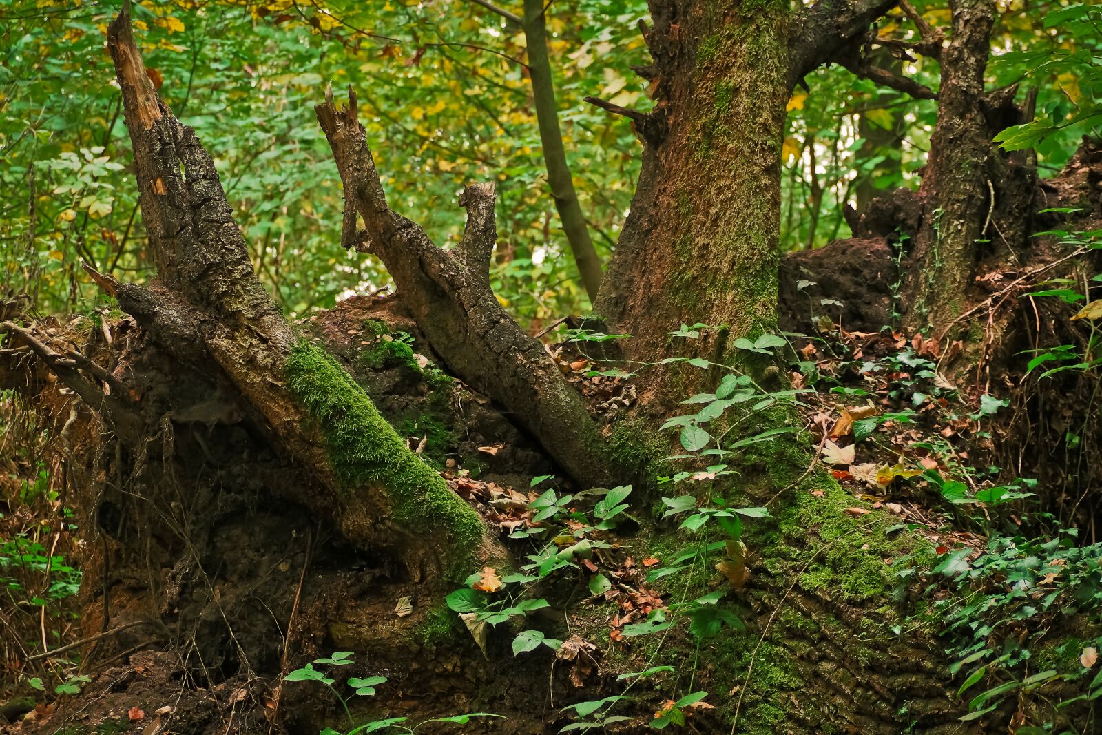 Olympus OM-D E-M10 sample photo. Tree, tree stump, nature photography