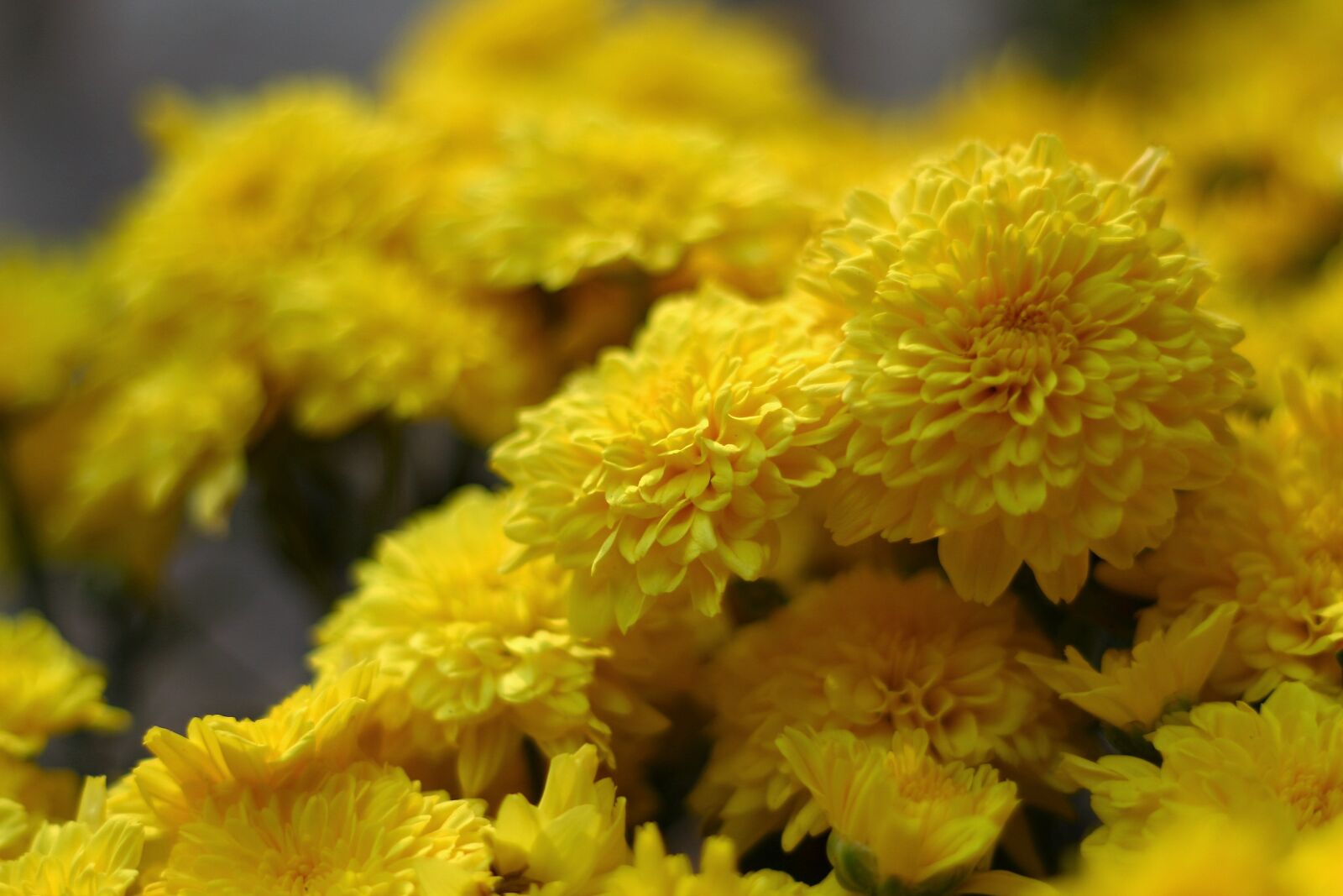 Canon EF 50mm F1.8 II sample photo