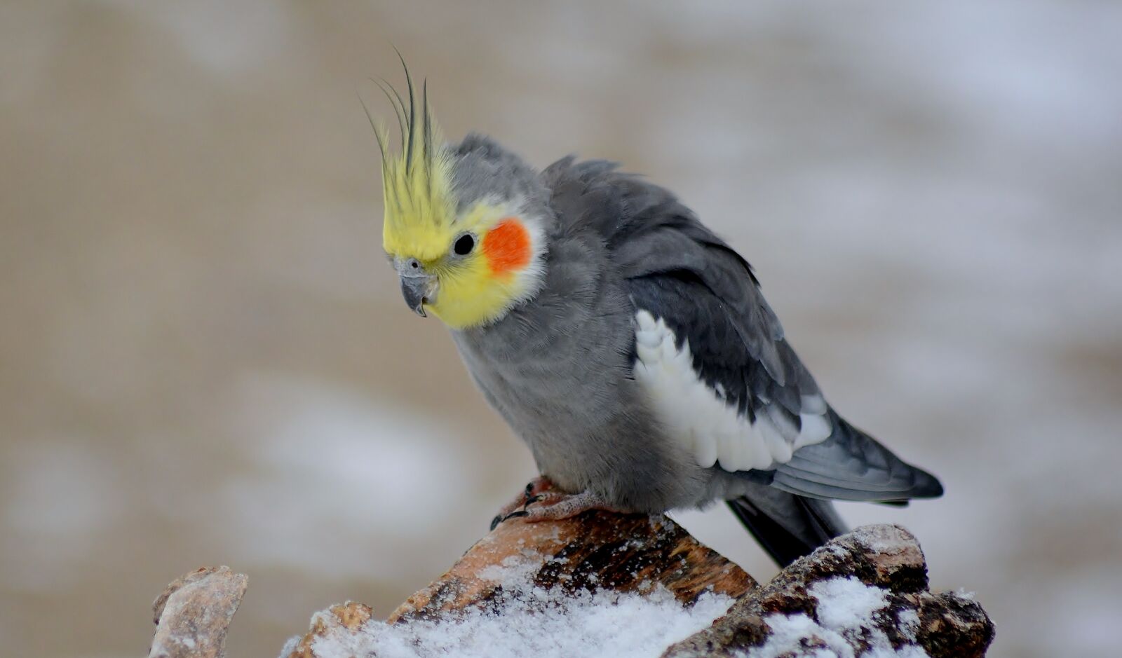 Nikon D5200 sample photo. Cockatiel, bird, snow photography