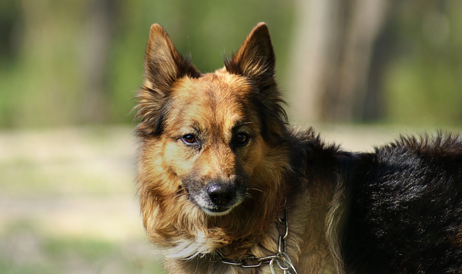 Sony Alpha DSLR-A100 sample photo. German shepherd, dog, pet photography