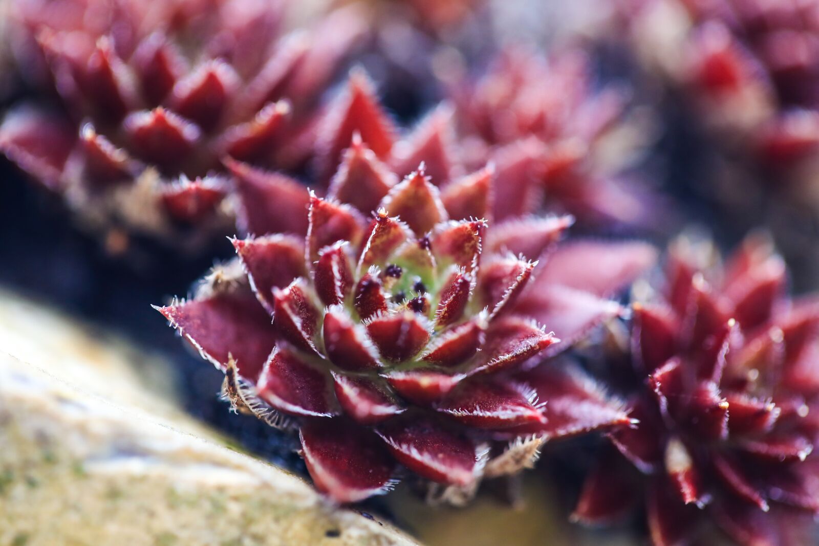 Canon EF 100mm F2.8L Macro IS USM sample photo. Stonecrop, red, burgundy photography