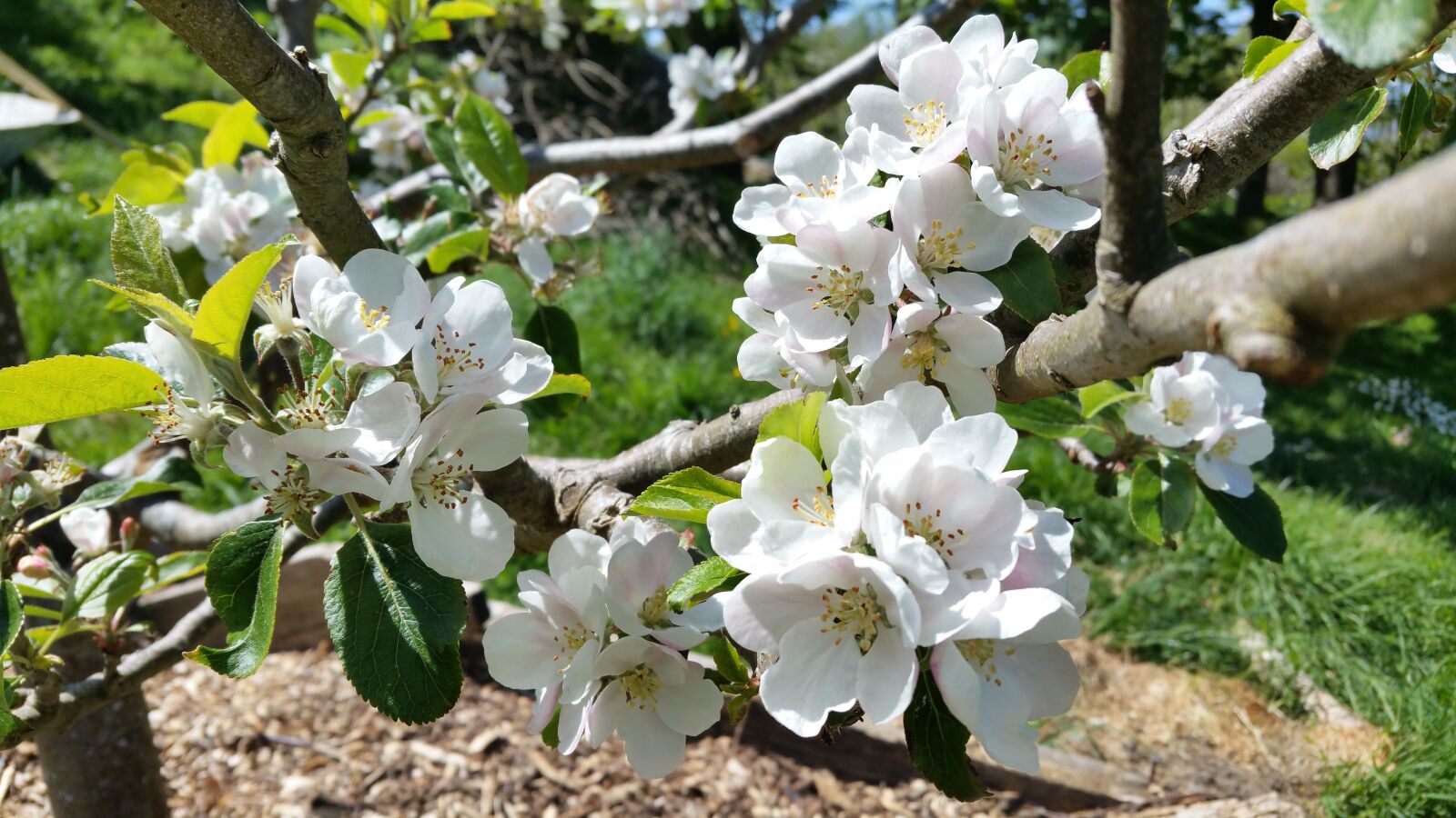 Samsung Galaxy S5 LTE-A sample photo. Apple, blossom photography