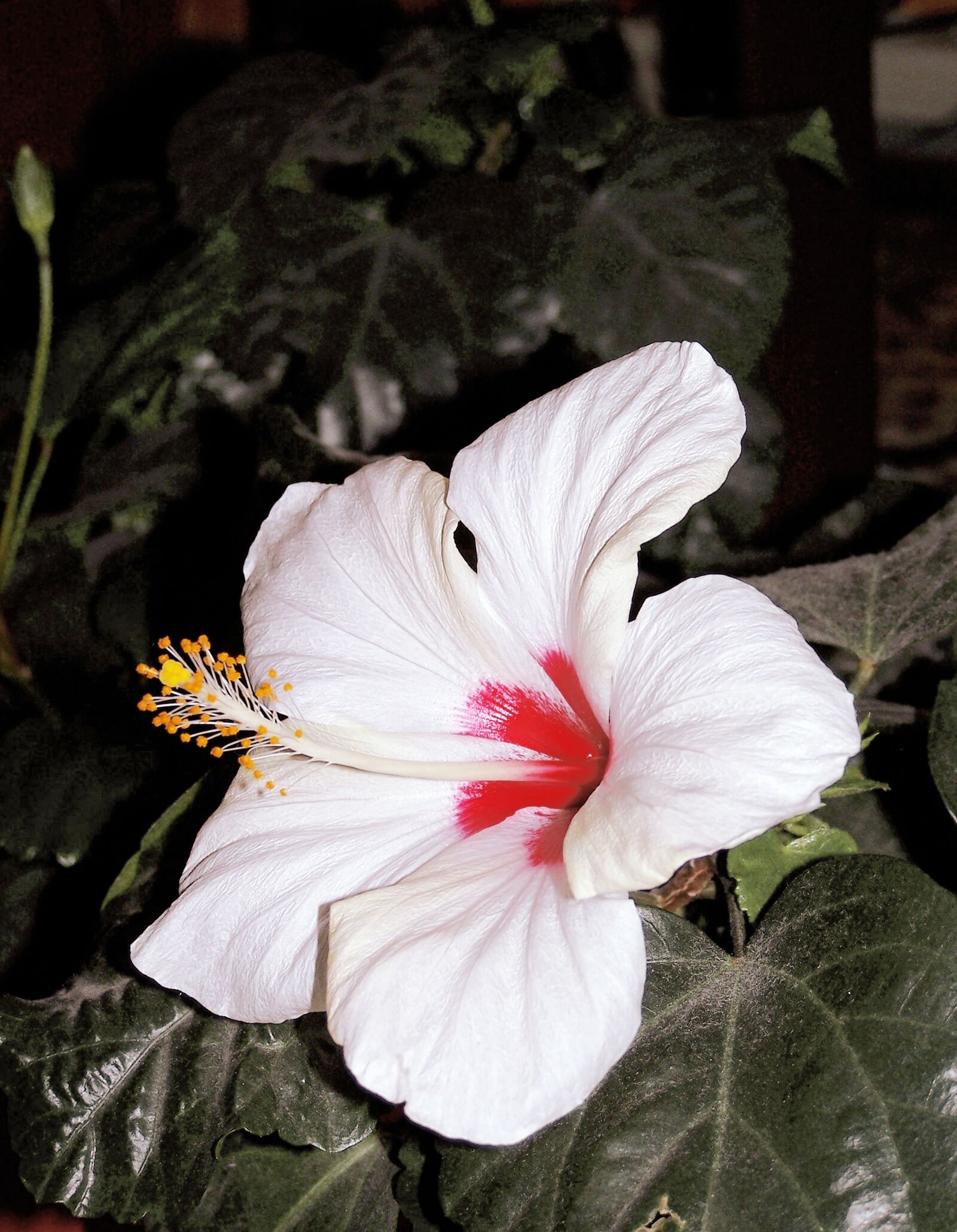 Kodak Z740 ZOOM DIGITAL CAMERA sample photo. Hibiscus, flower, white photography