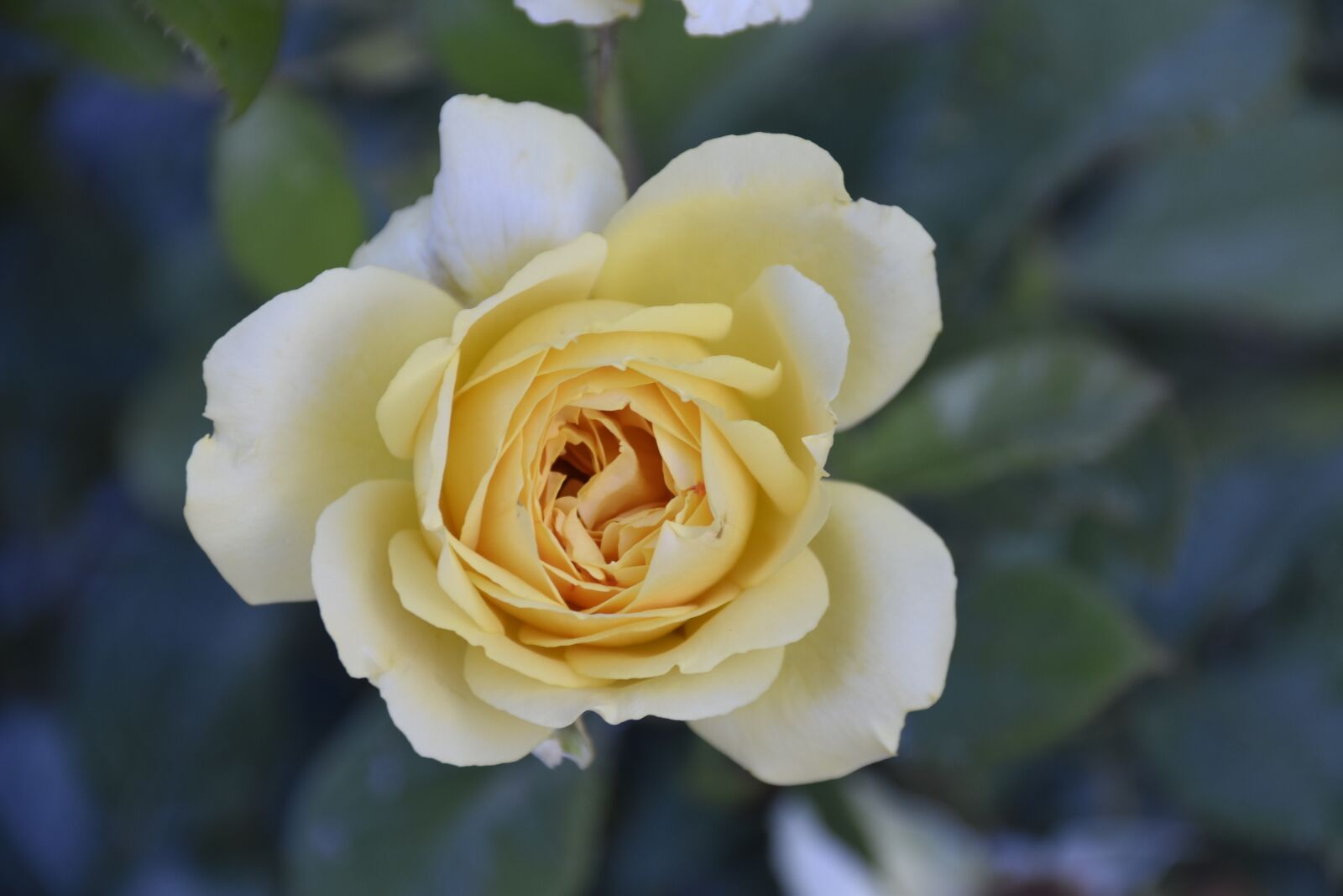 Nikon D5600 sample photo. Flower, pink, shrub photography