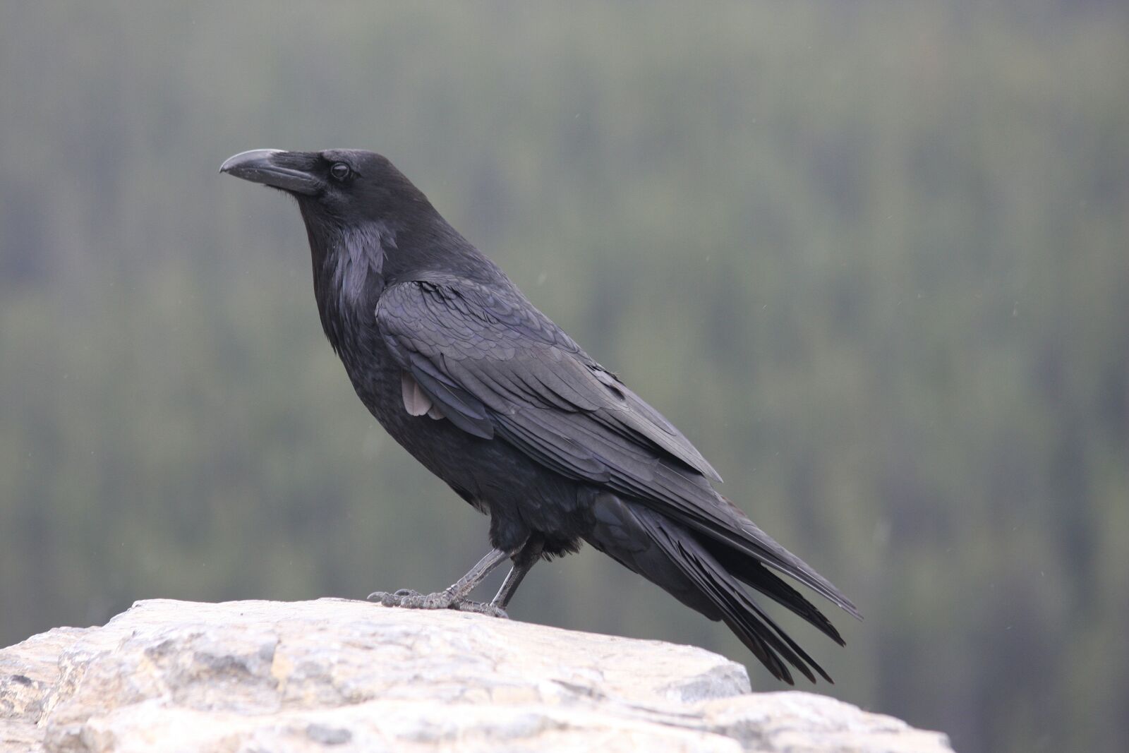 Canon EOS 40D sample photo. Raven, crow, bird photography