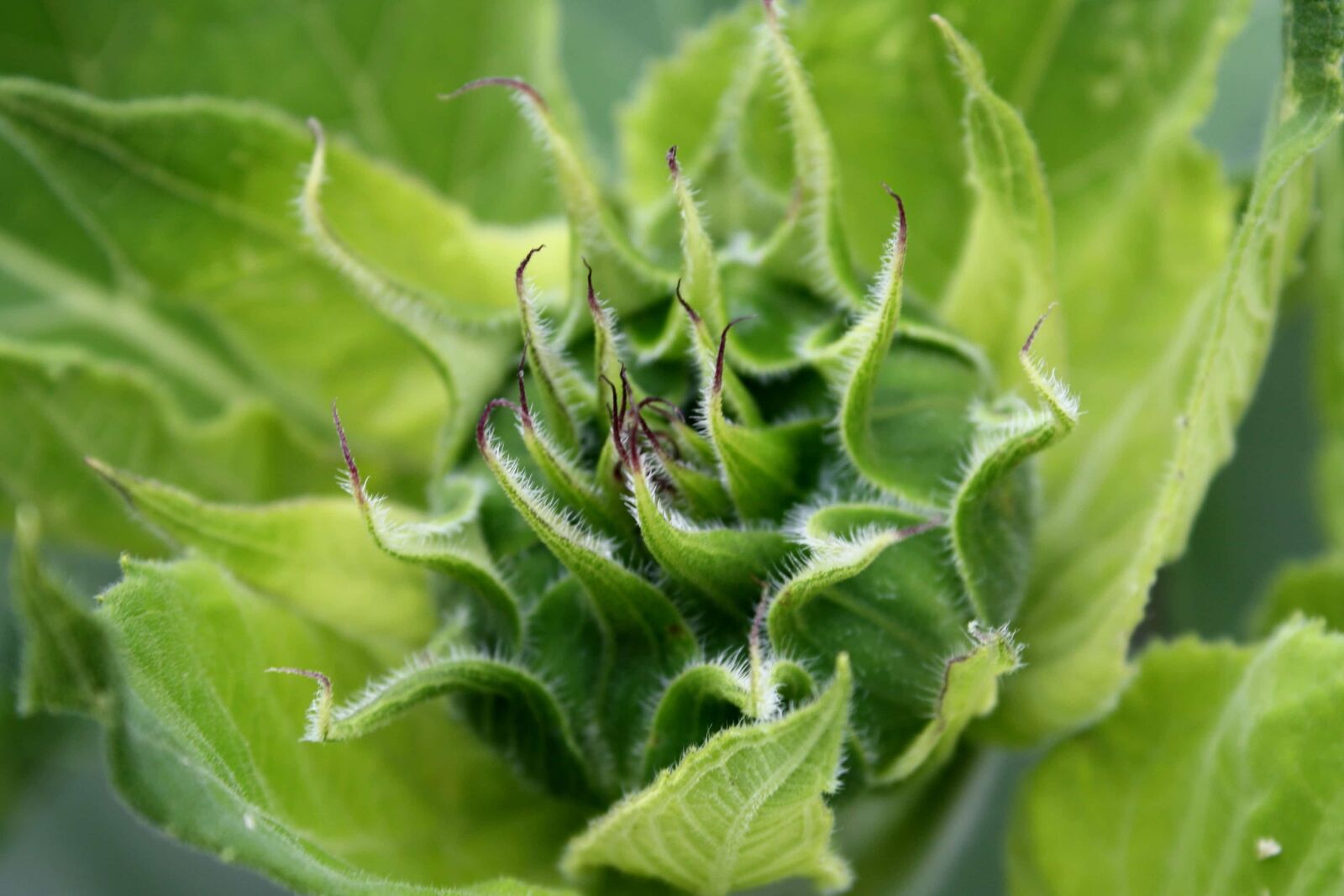f/3.5-5.6 IS sample photo. Nature, growth, leaf, herb photography
