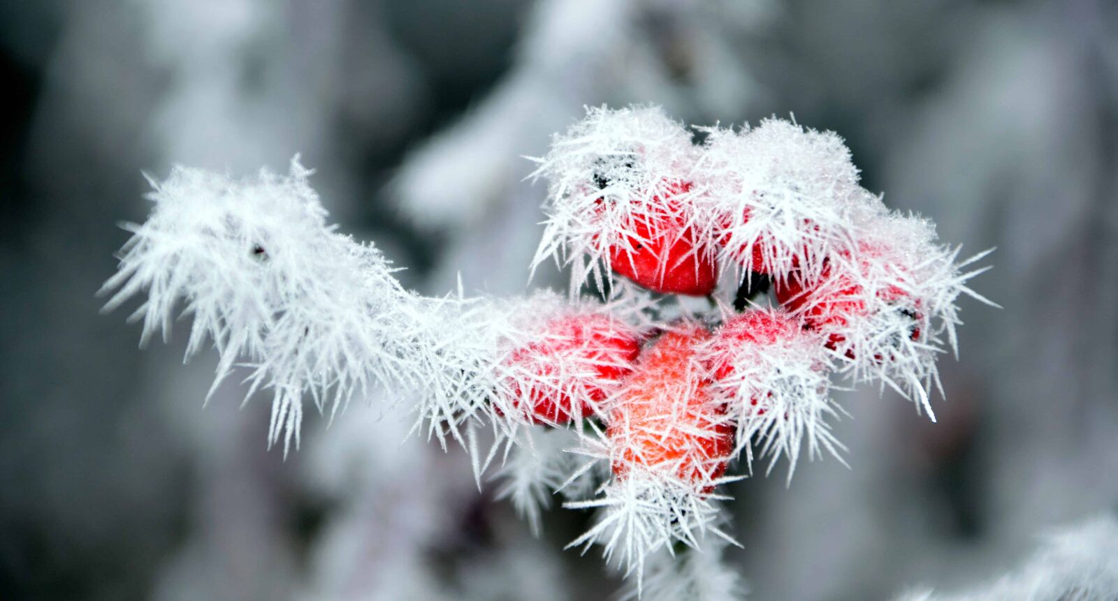 Nikon D3300 sample photo. Rose hip, nature, frost photography