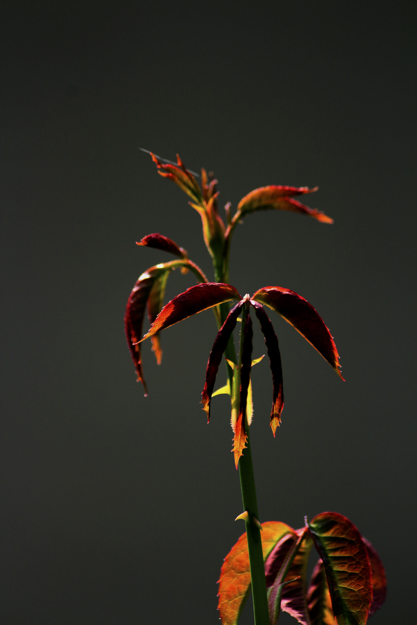 Canon EF-S 55-250mm F4-5.6 IS II sample photo. Backlight, botanical, branch, bud photography