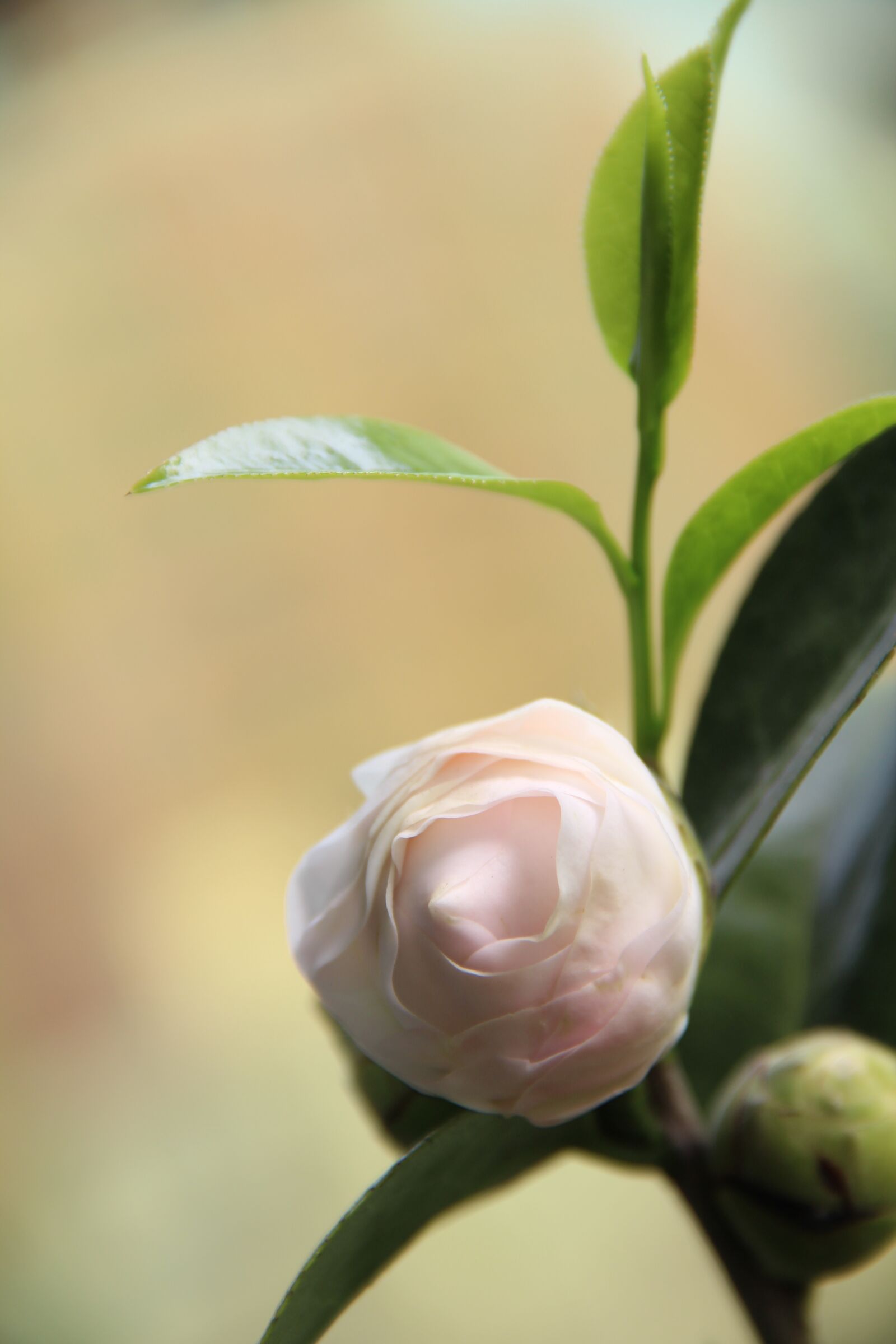 Canon EOS 600D (Rebel EOS T3i / EOS Kiss X5) sample photo. Camellia．, pink．, summer photography