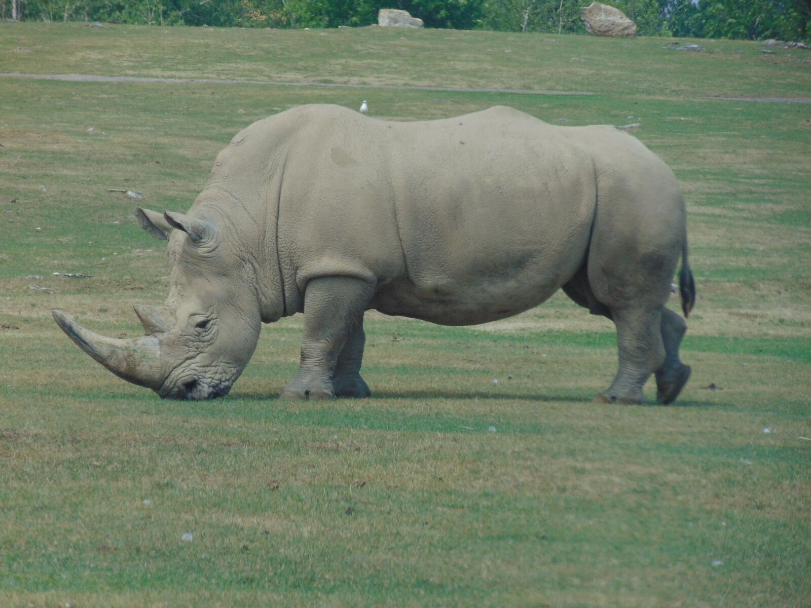 Sony Cyber-shot DSC-H300 sample photo. Wild animal, africa, horns photography