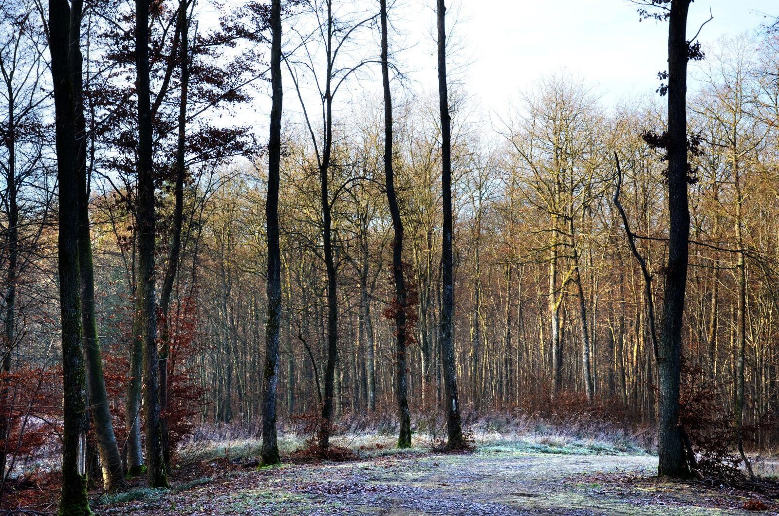 Nikon D5100 sample photo. Forest, winter, frost photography
