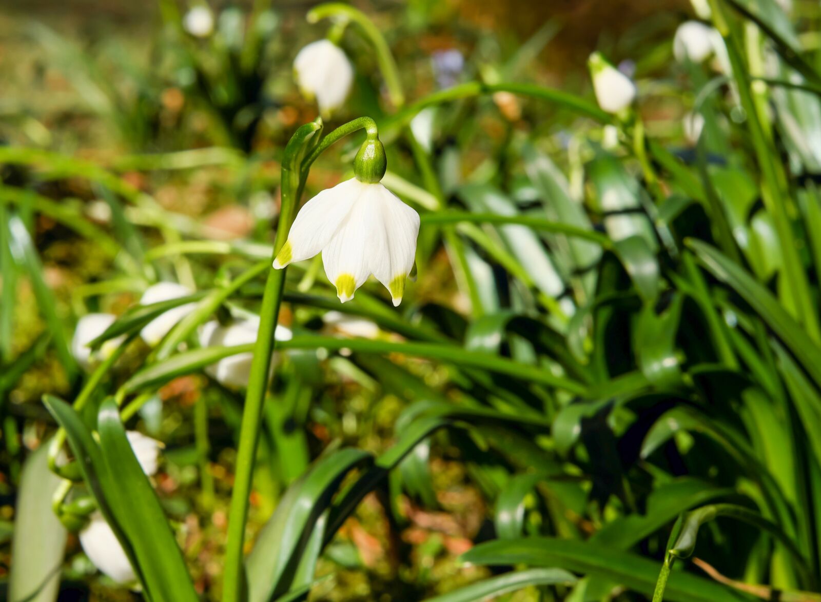Fujifilm X-T10 + Fujifilm XF 35mm F1.4 R sample photo. Snowflake, flower, blossom photography