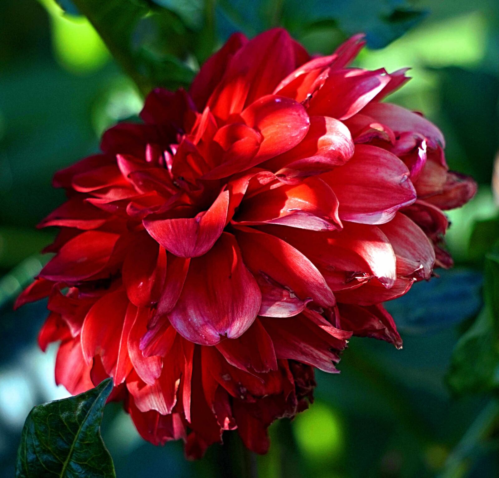 Sony Alpha a5000 (ILCE 5000) + Sony E 55-210mm F4.5-6.3 OSS sample photo. Dahlia, blossom, bloom photography