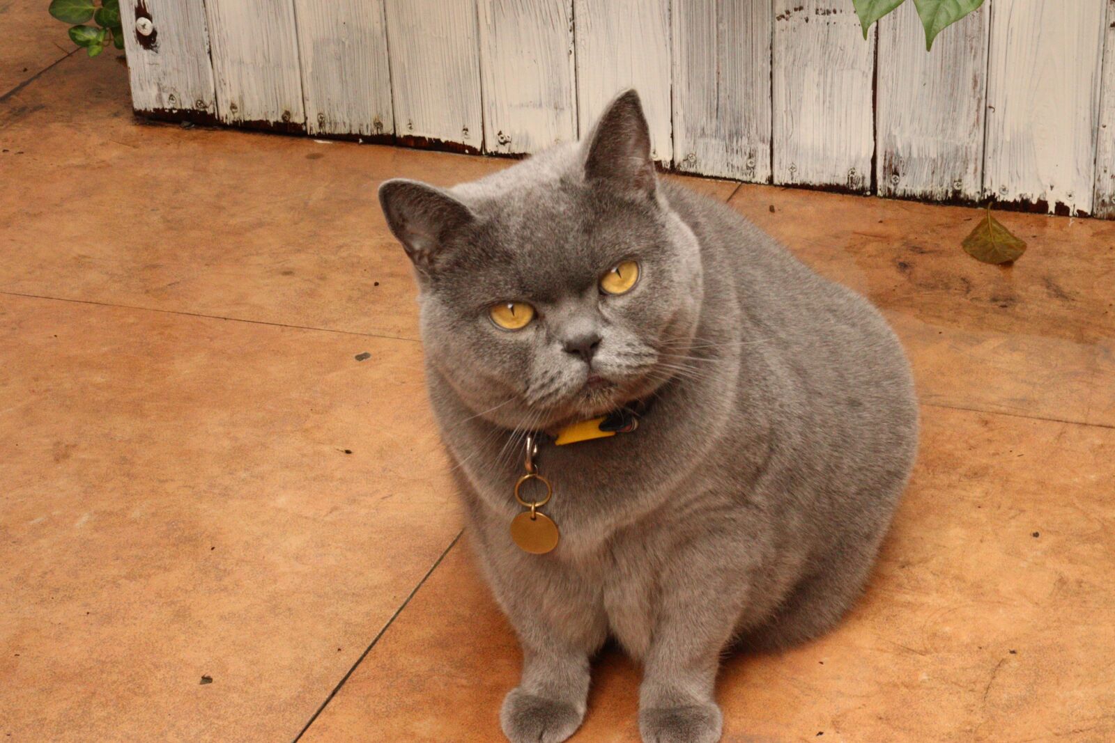 Canon EOS 250D (EOS Rebel SL3 / EOS Kiss X10 / EOS 200D II) sample photo. Cat, animal, gray cute photography