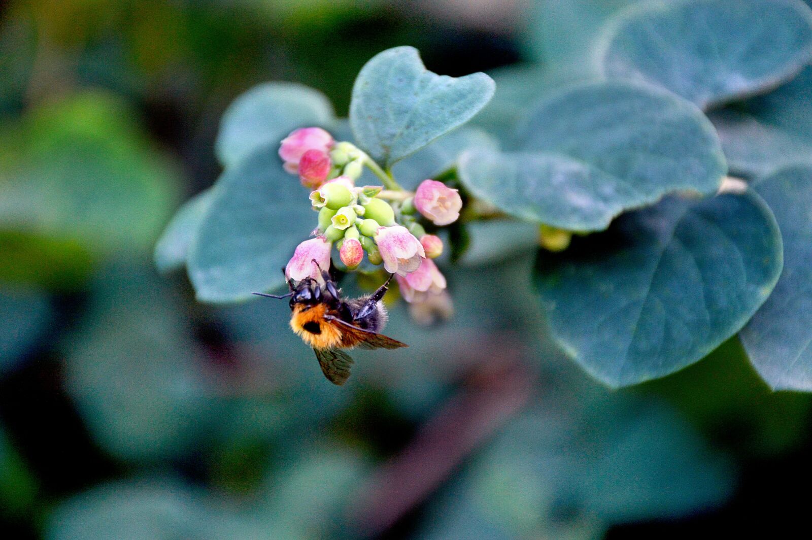 Nikon D3200 sample photo. Bee, greens, plant photography