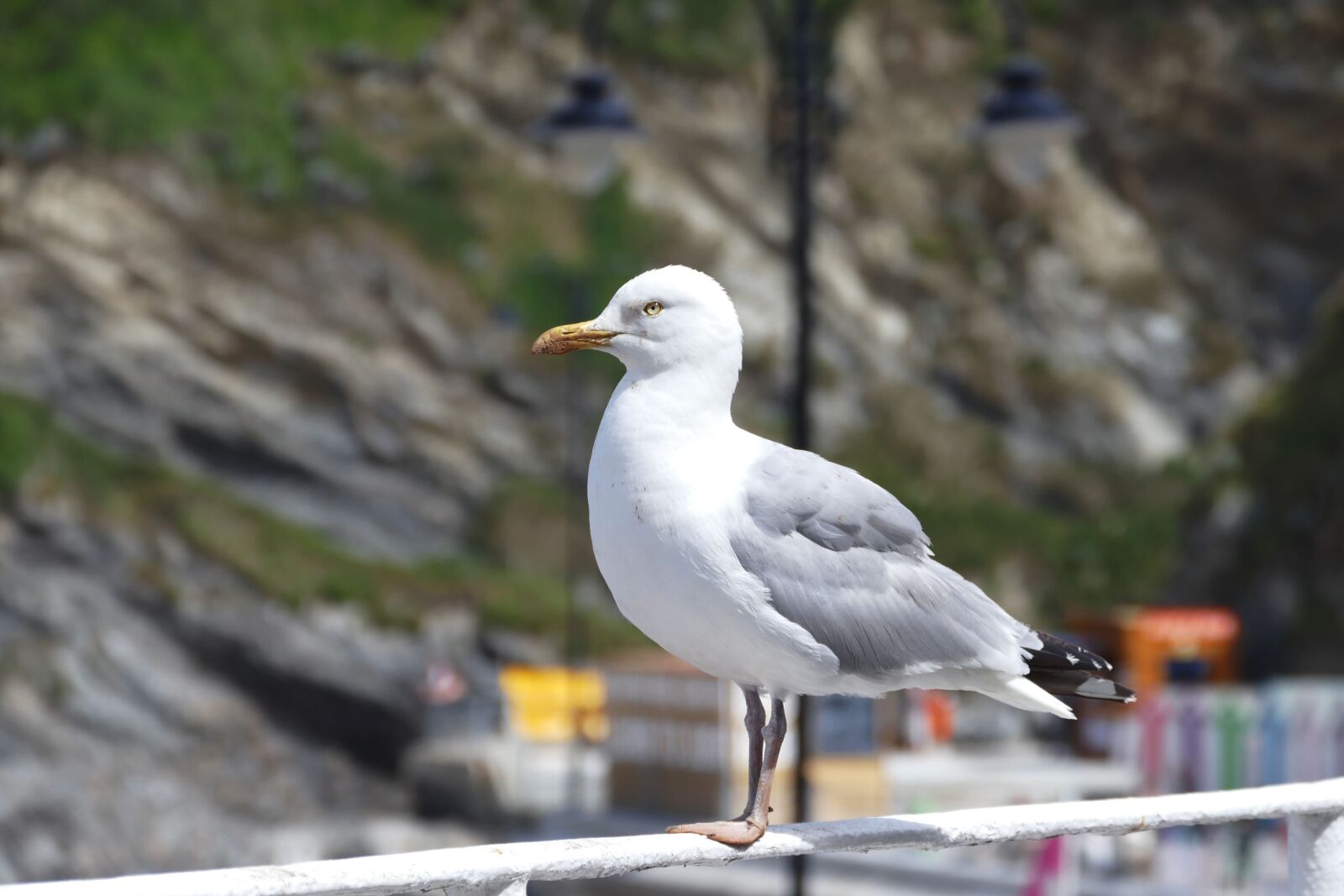 Panasonic Lumix DMC-FZ1000 sample photo. Seagull, bird, animal photography