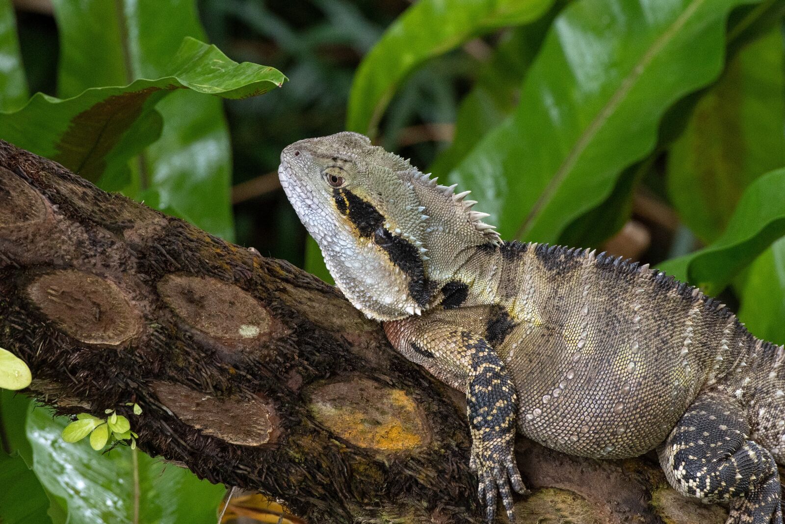 Nikon D500 sample photo. Water monitor, lizard, reptile photography