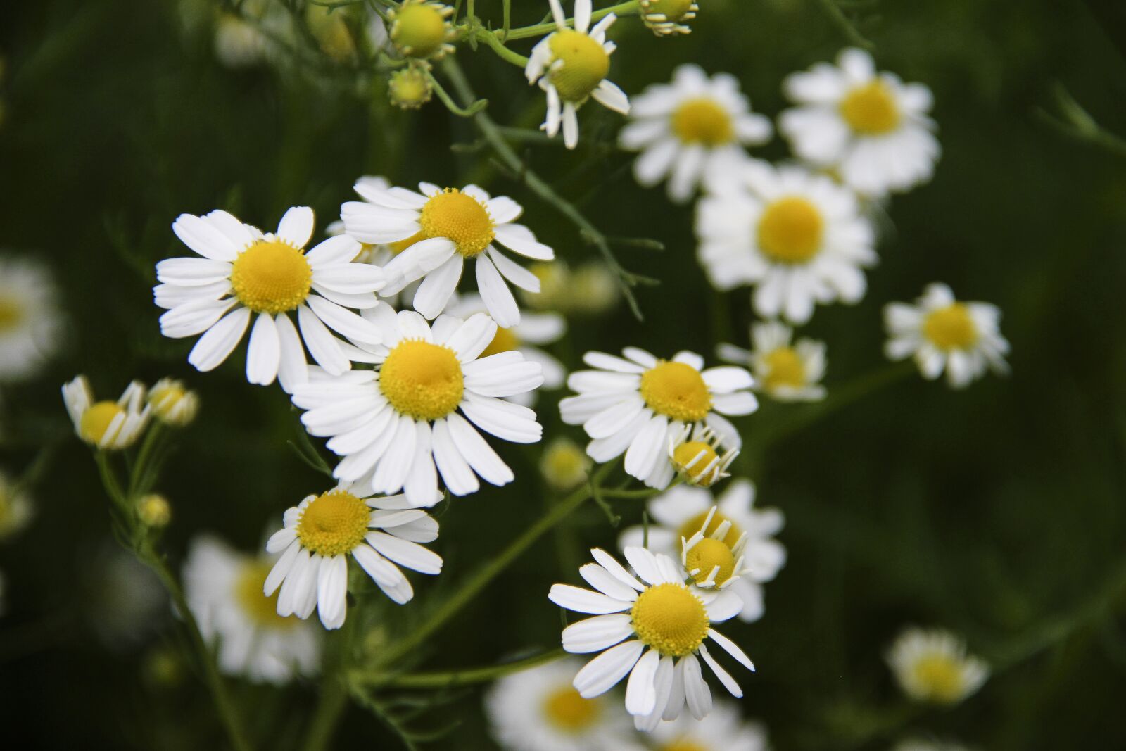 Canon EOS 650D (EOS Rebel T4i / EOS Kiss X6i) + Canon EF-S 18-135mm F3.5-5.6 IS sample photo. Flowers, chamomile, spring photography