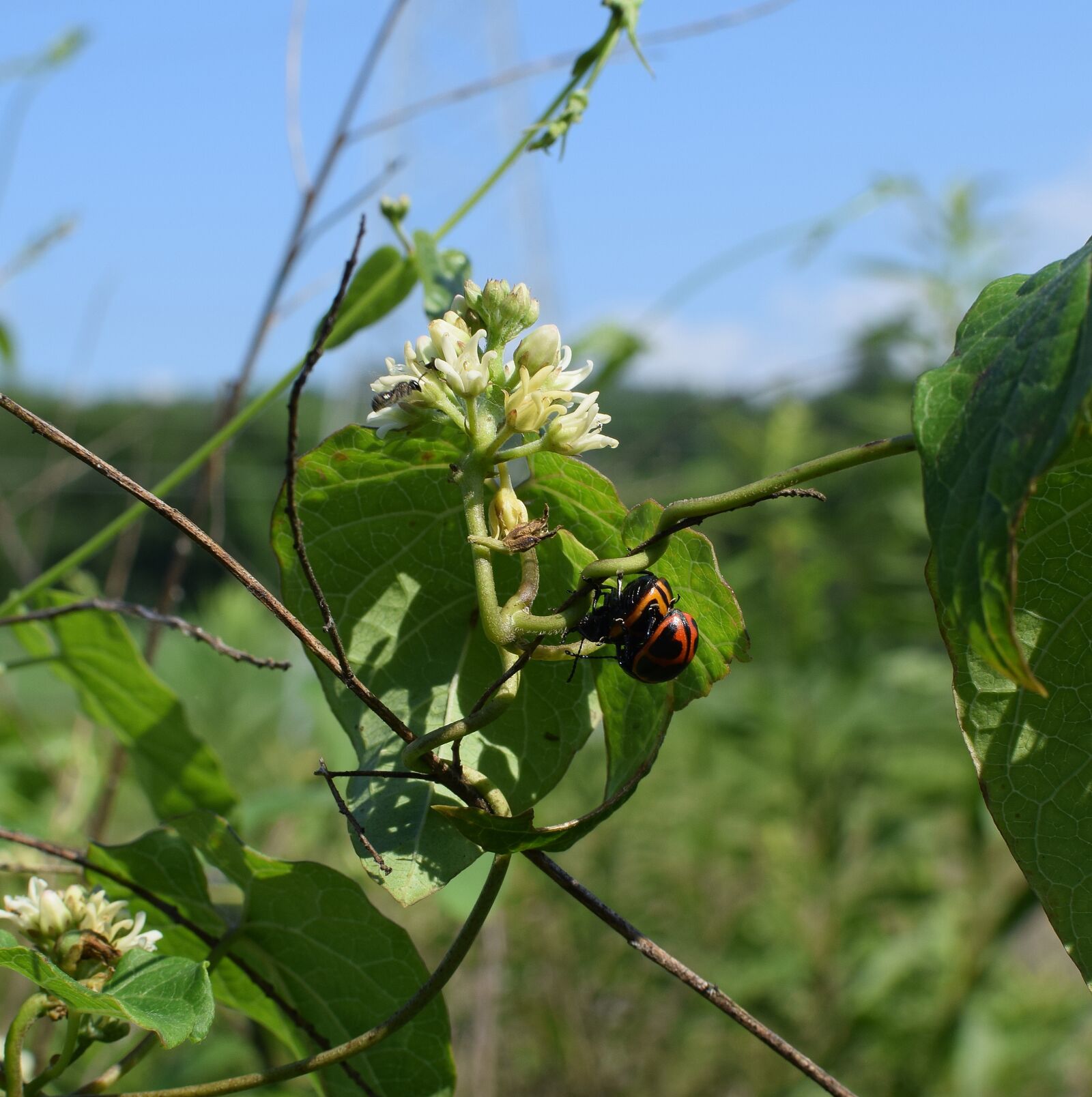 Nikon D3300 sample photo. Milkweed beetles on milkweed photography