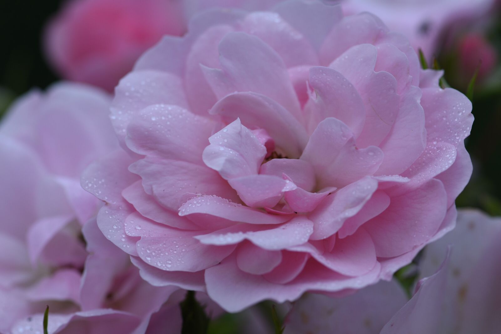 Nikon D750 sample photo. Rose, pink, flower photography