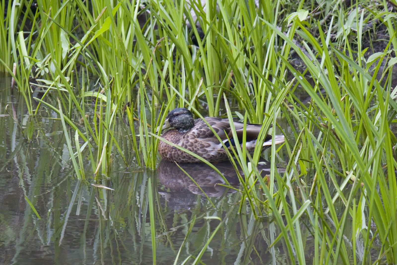 Canon EOS 1200D (EOS Rebel T5 / EOS Kiss X70 / EOS Hi) sample photo. Duck, mallard, bird photography