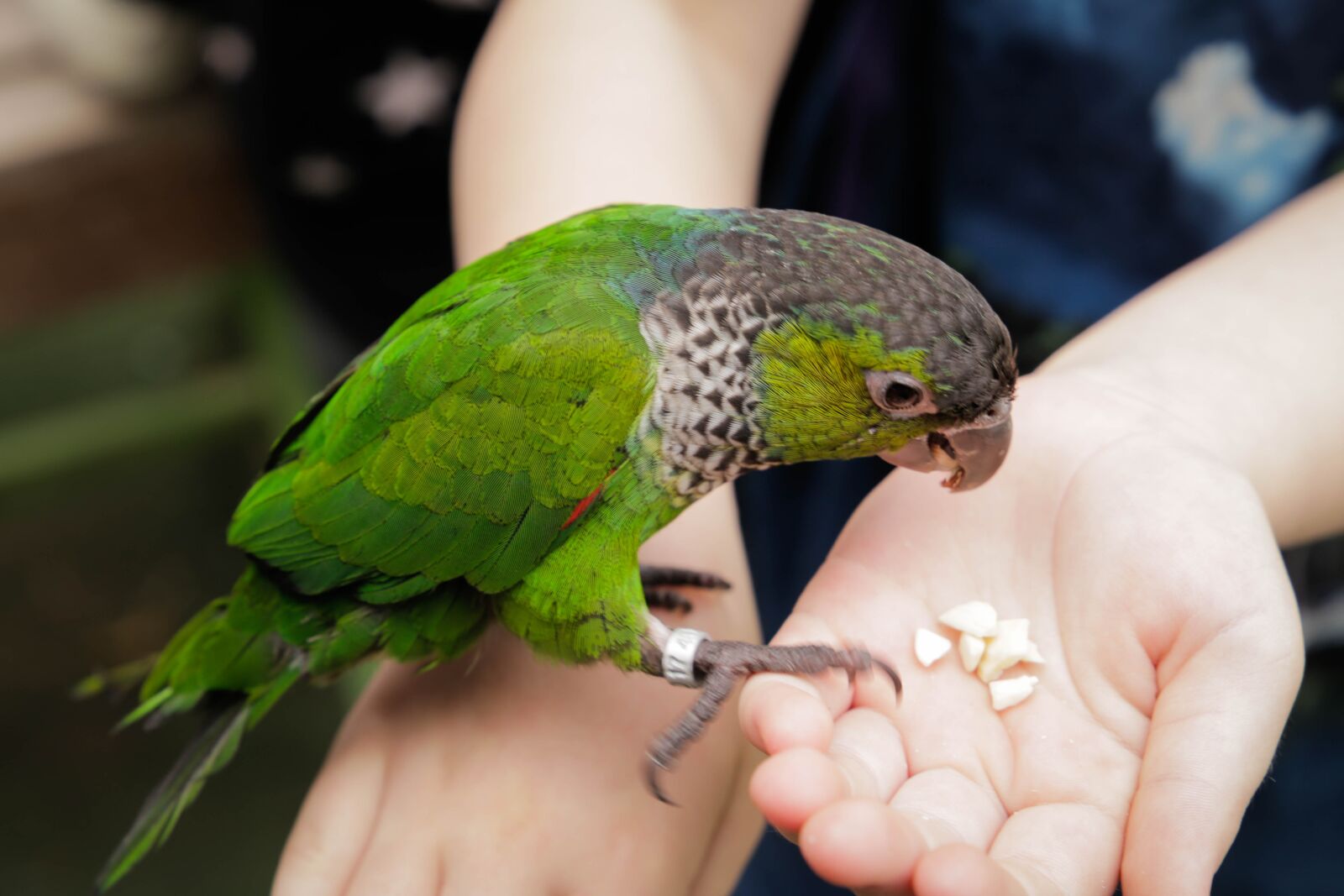 Canon EF 24-105mm F3.5-5.6 IS STM sample photo. Nature, bird, feather photography