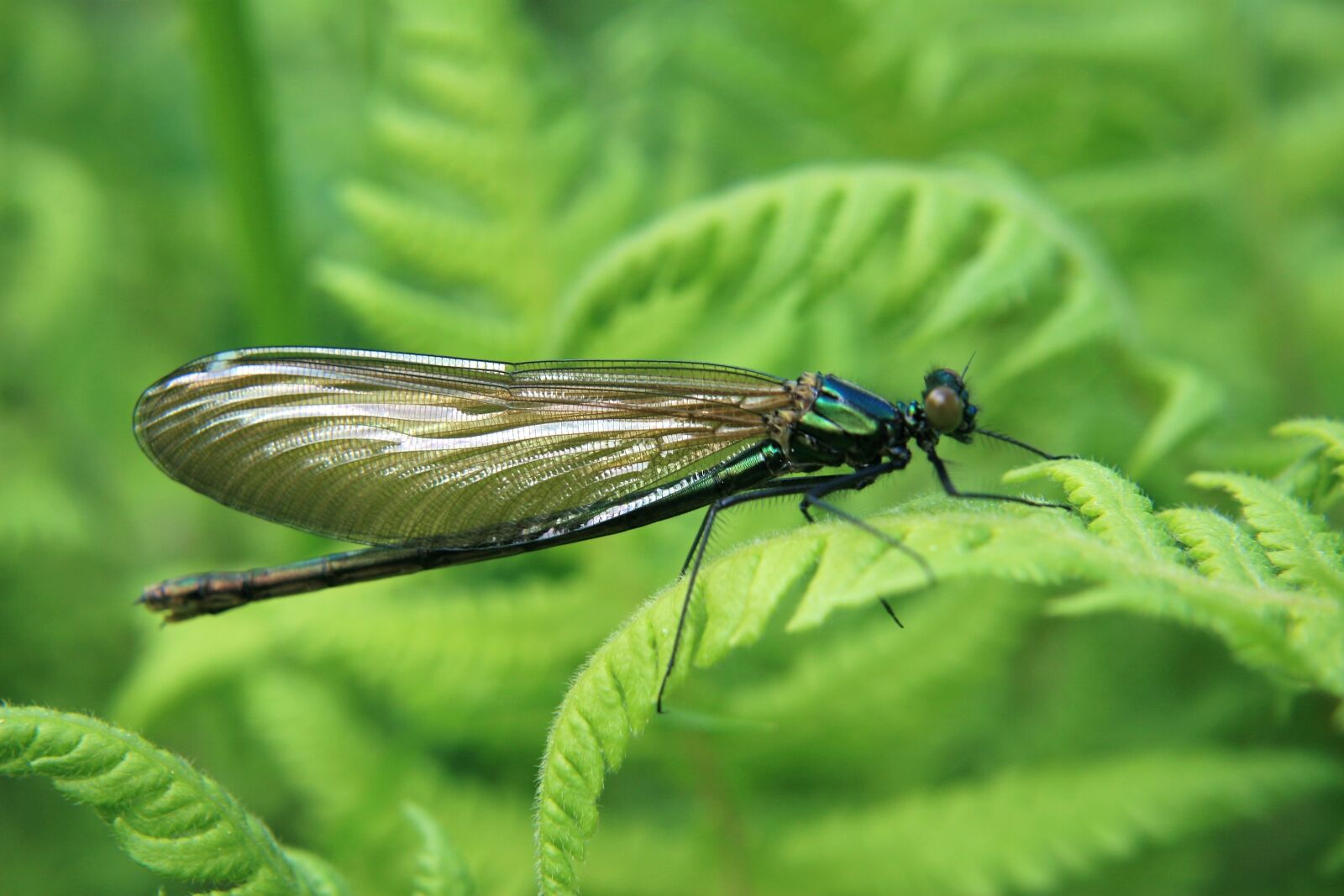 Canon EOS 30D sample photo. Insect, macro, dragonfly photography