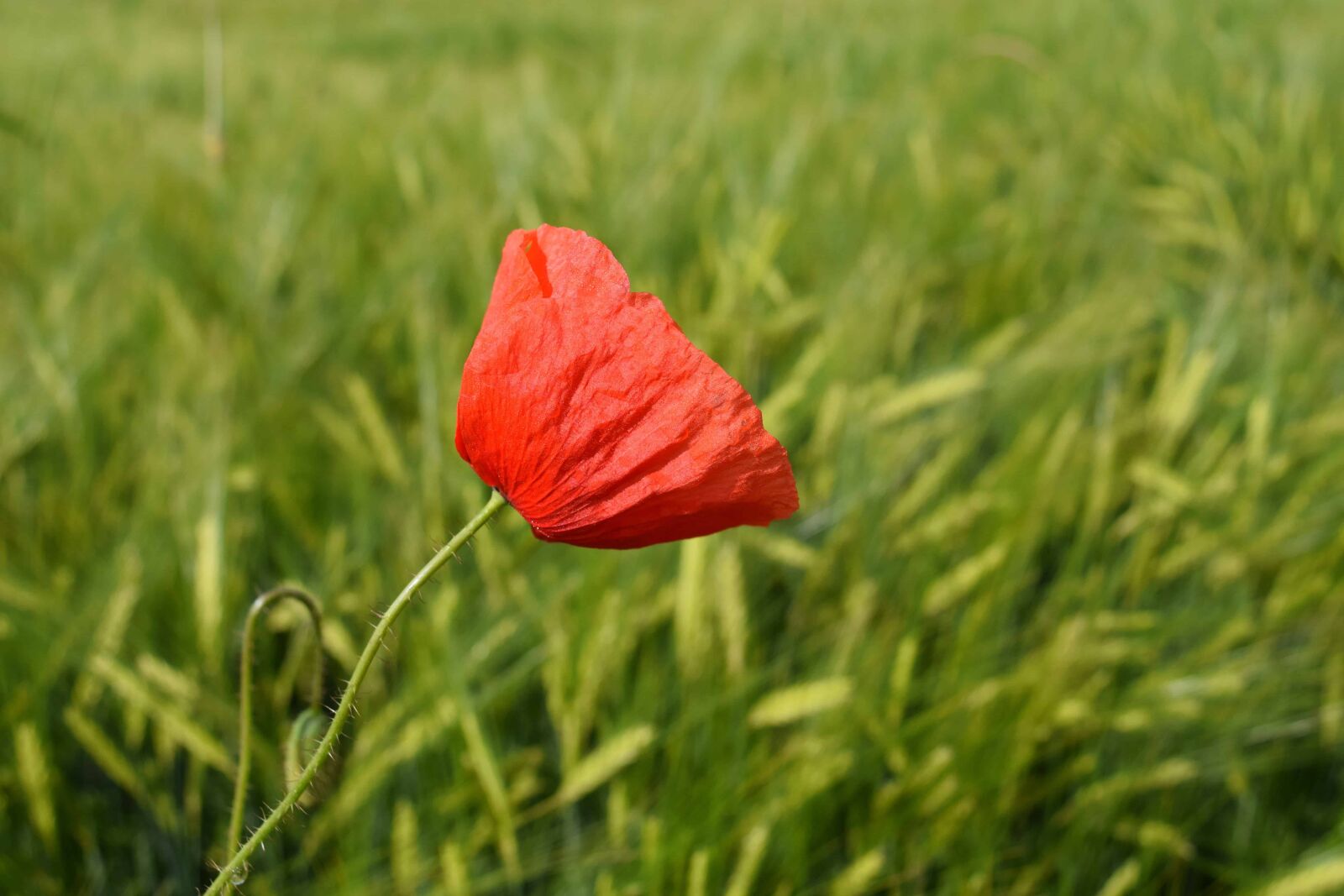 Nikon D3300 sample photo. Green grass, field, flora photography