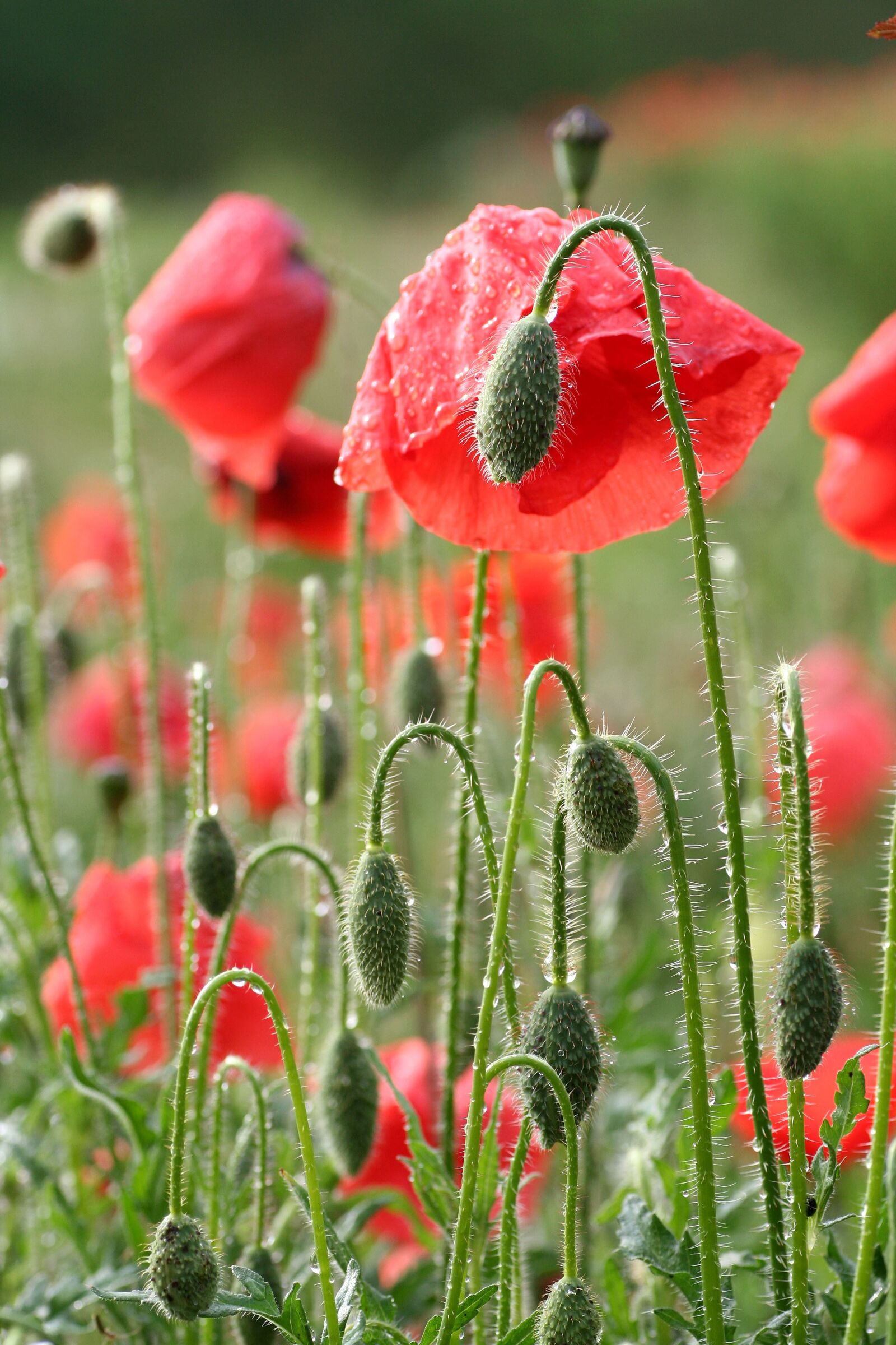Canon EOS 350D (EOS Digital Rebel XT / EOS Kiss Digital N) sample photo. Flowers, poppy, fields photography