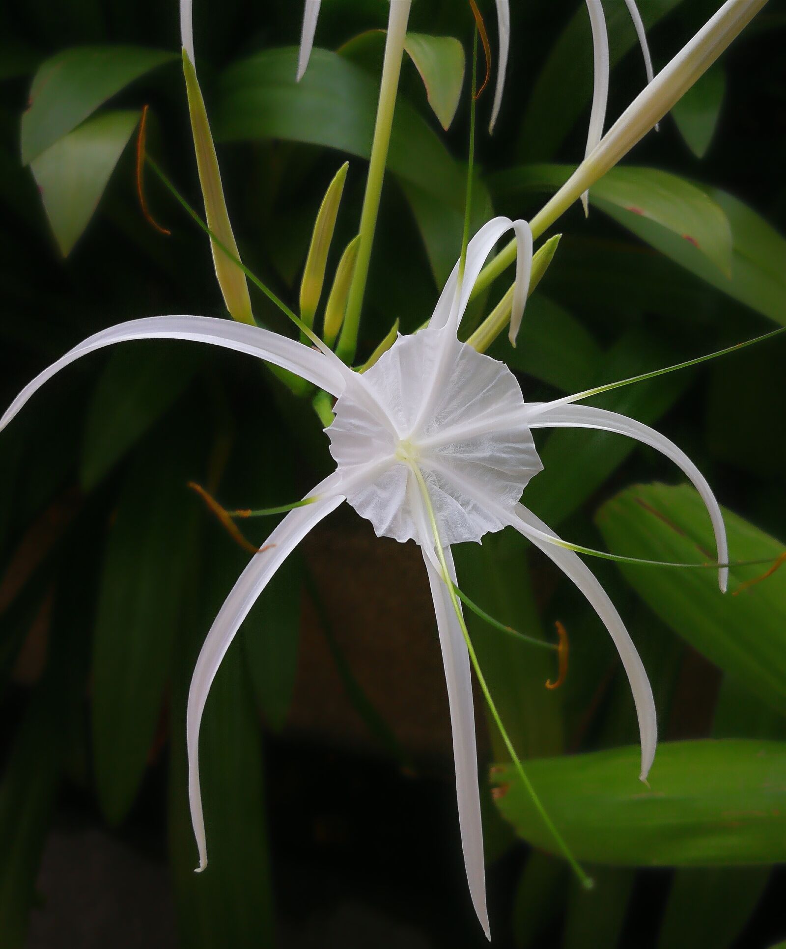 HUAWEI P10 Plus sample photo. White, flower, natural photography