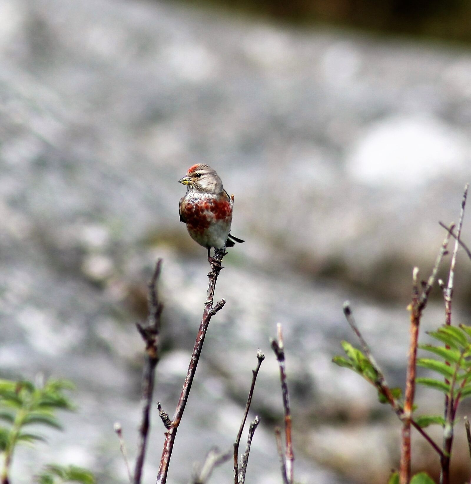Canon EOS 1100D (EOS Rebel T3 / EOS Kiss X50) sample photo. Little bird, alone, bird photography