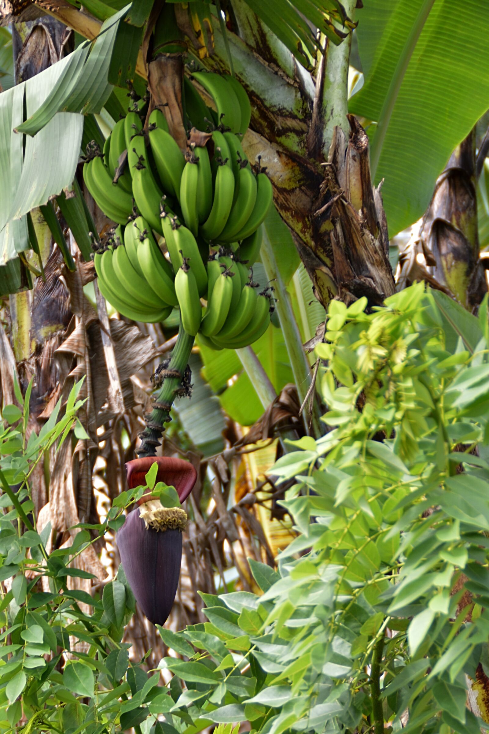 Nikon D3200 sample photo. Plant, banana tree, fruit photography