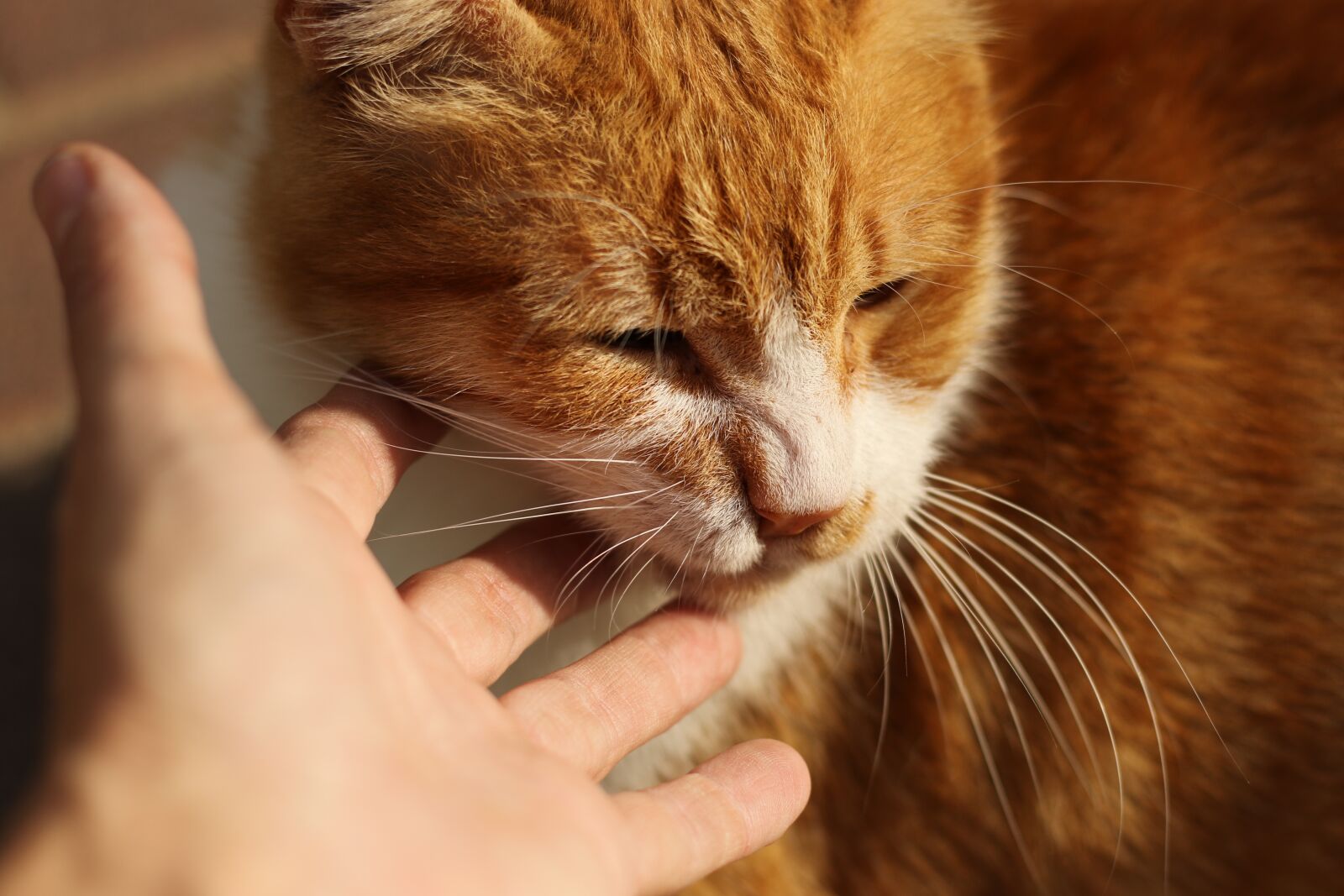 Canon EOS 7D Mark II sample photo. Cat, red head, cute photography