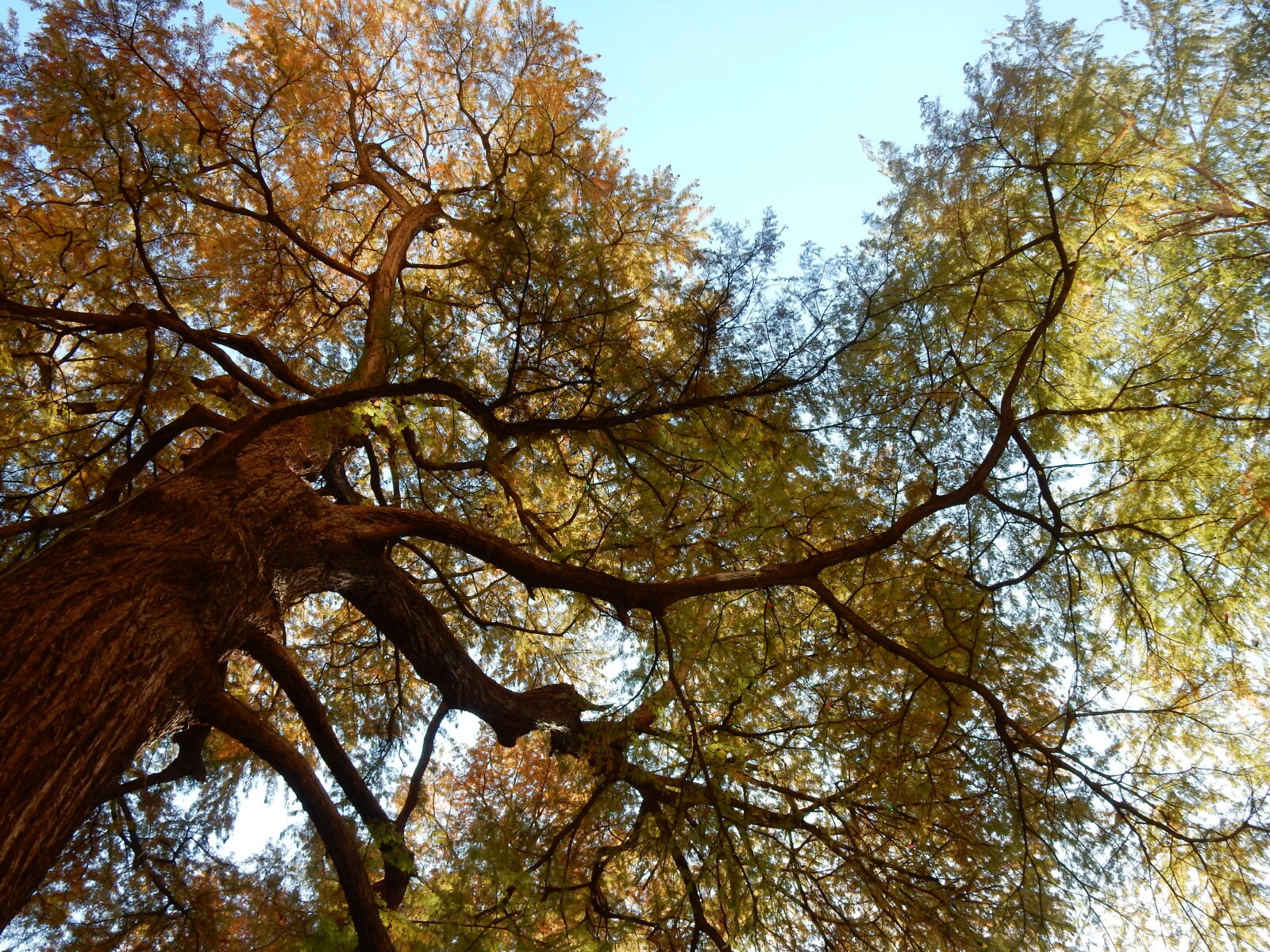 Nikon Coolpix S9900 sample photo. Tree photography