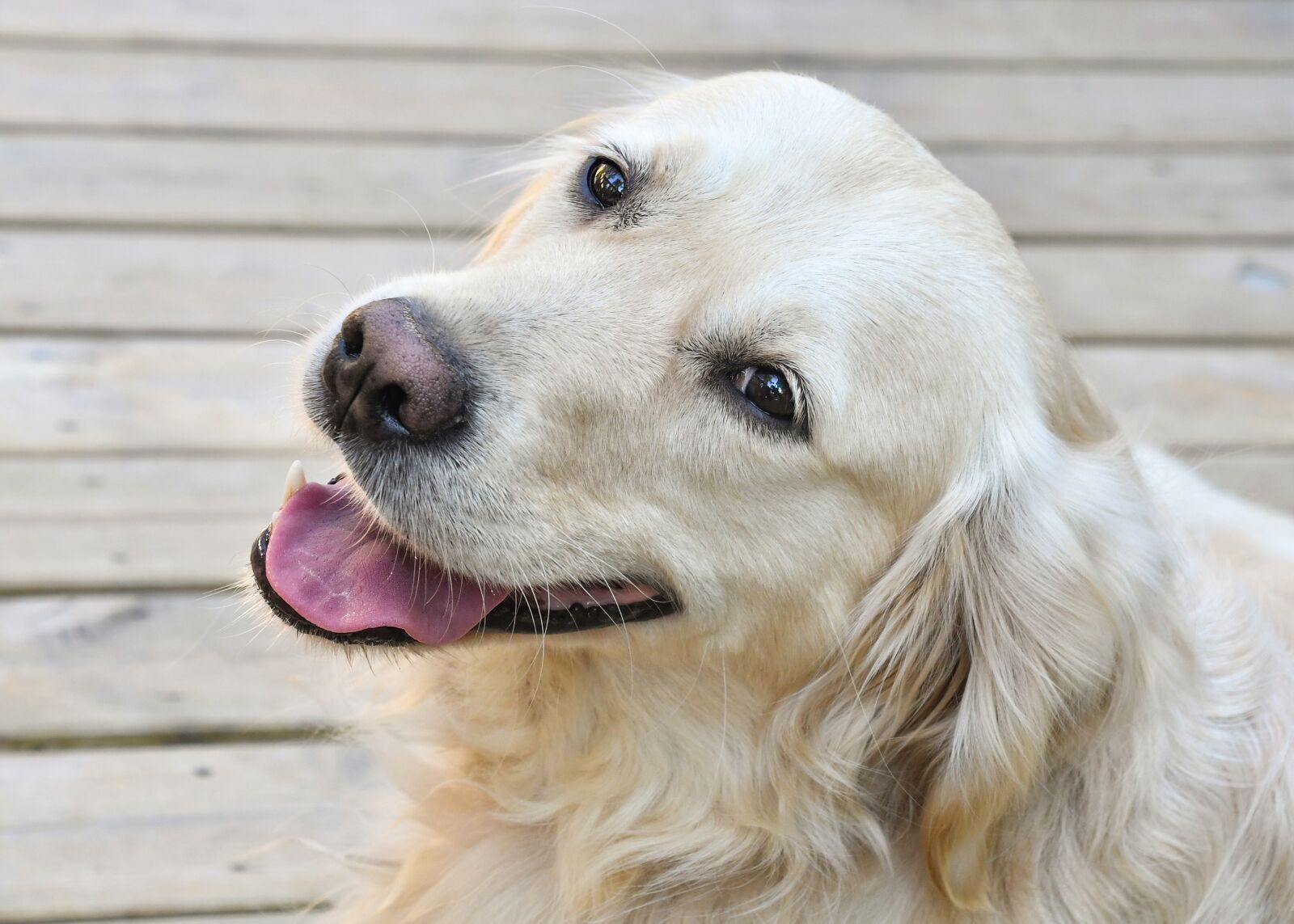 Nikon D500 sample photo. Dog, golden retriever, portrait photography