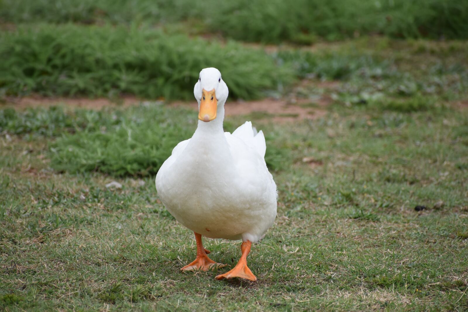 Nikon D5600 sample photo. Duck, white, animal photography